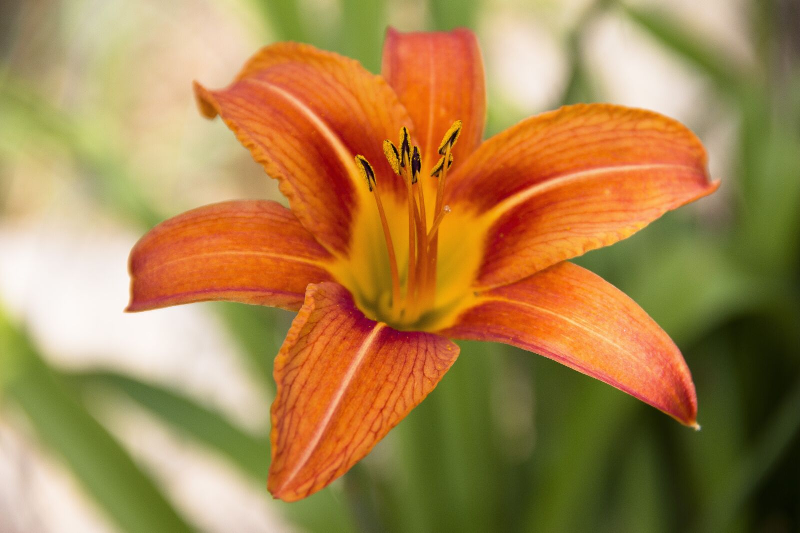 Canon EOS 650D (EOS Rebel T4i / EOS Kiss X6i) sample photo. Flower, lily, bloom photography