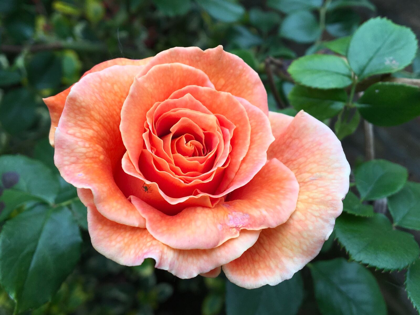 iPad Pro back camera 4.15mm f/2.2 sample photo. Rose, blossom, bloom photography