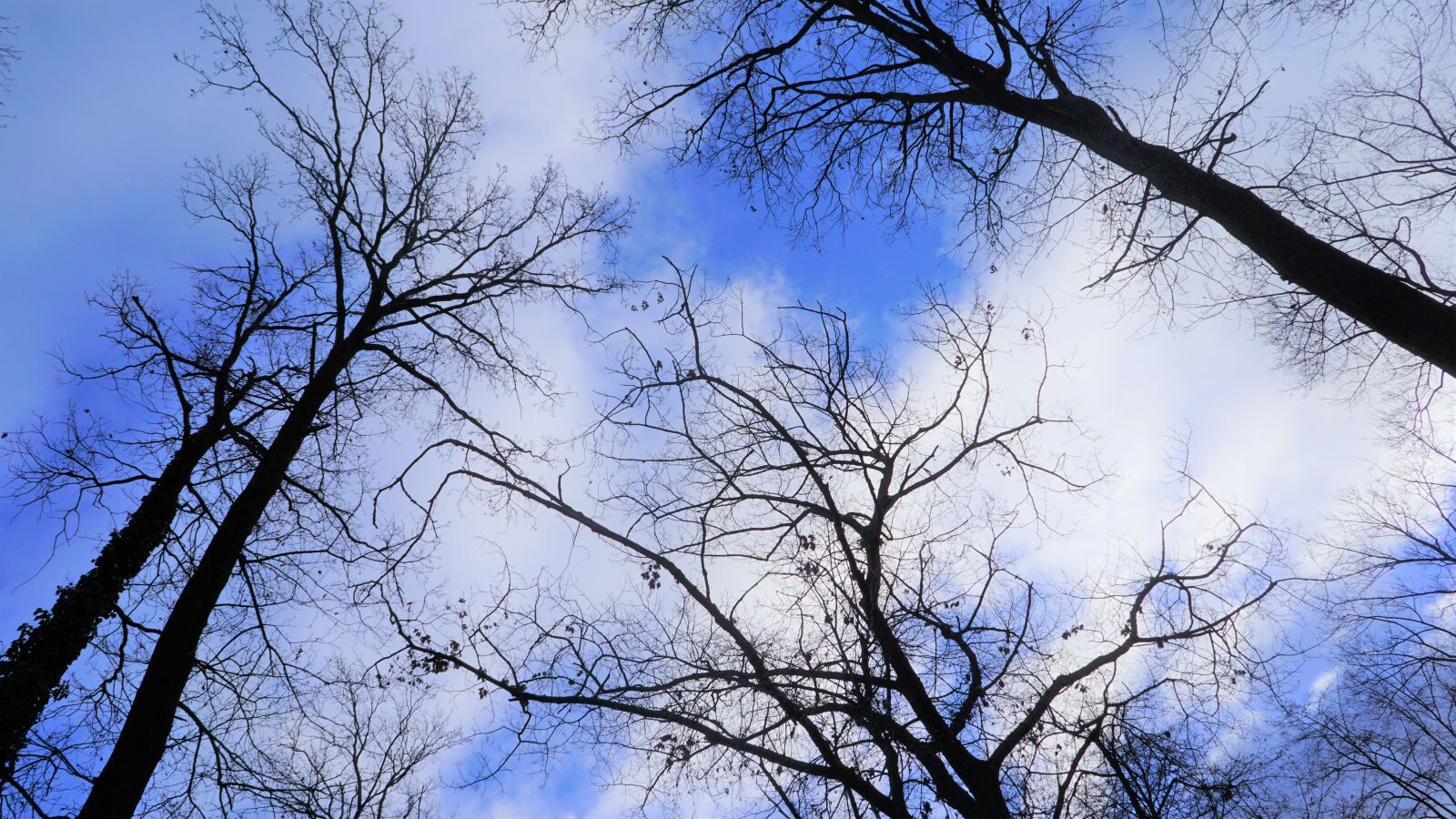 Sony E 16mm F2.8 sample photo. Trees, sky, forest photography