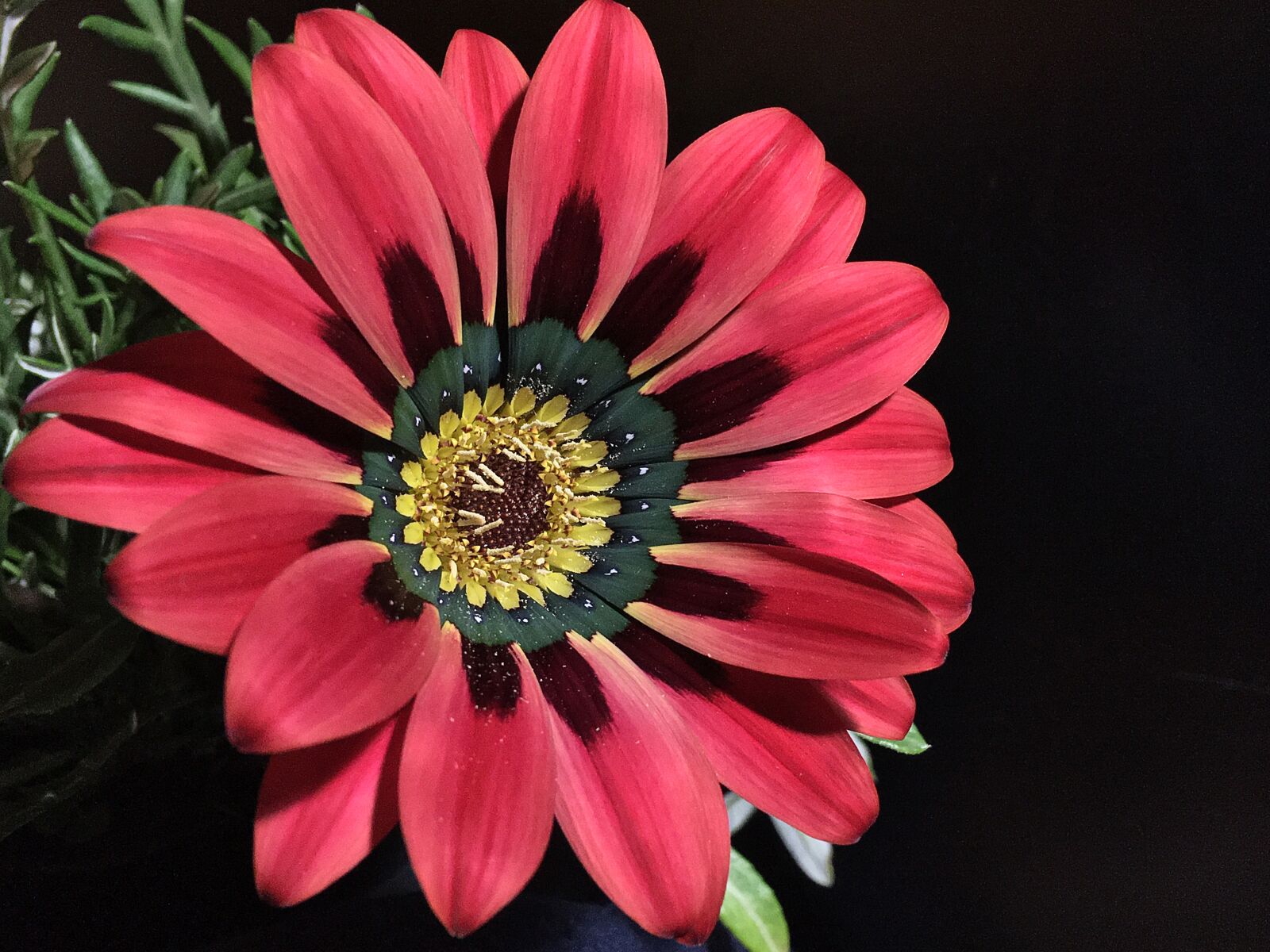 Apple iPhone 6s Plus + iPhone 6s Plus back camera 4.15mm f/2.2 sample photo. Gazania, red flower, red photography
