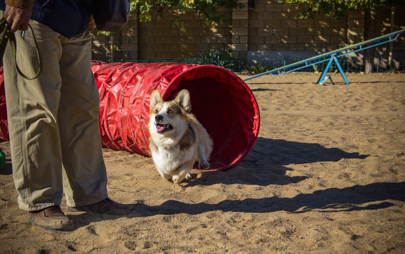 Canon EOS 550D (EOS Rebel T2i / EOS Kiss X4) sample photo. Welsh corgi pembroke, corgi photography