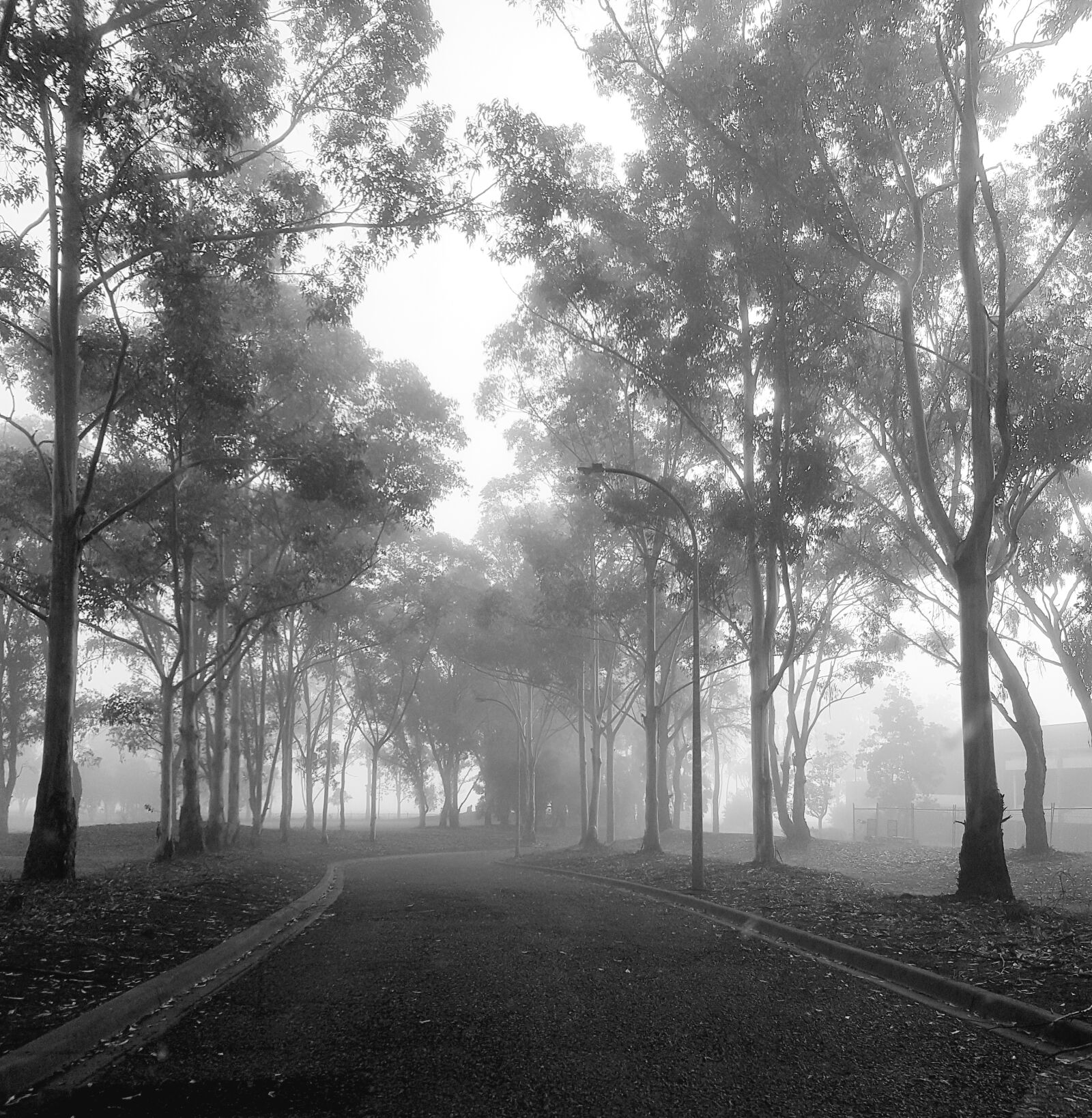Samsung Galaxy S7 sample photo. Country, road, fog, greyscale photography