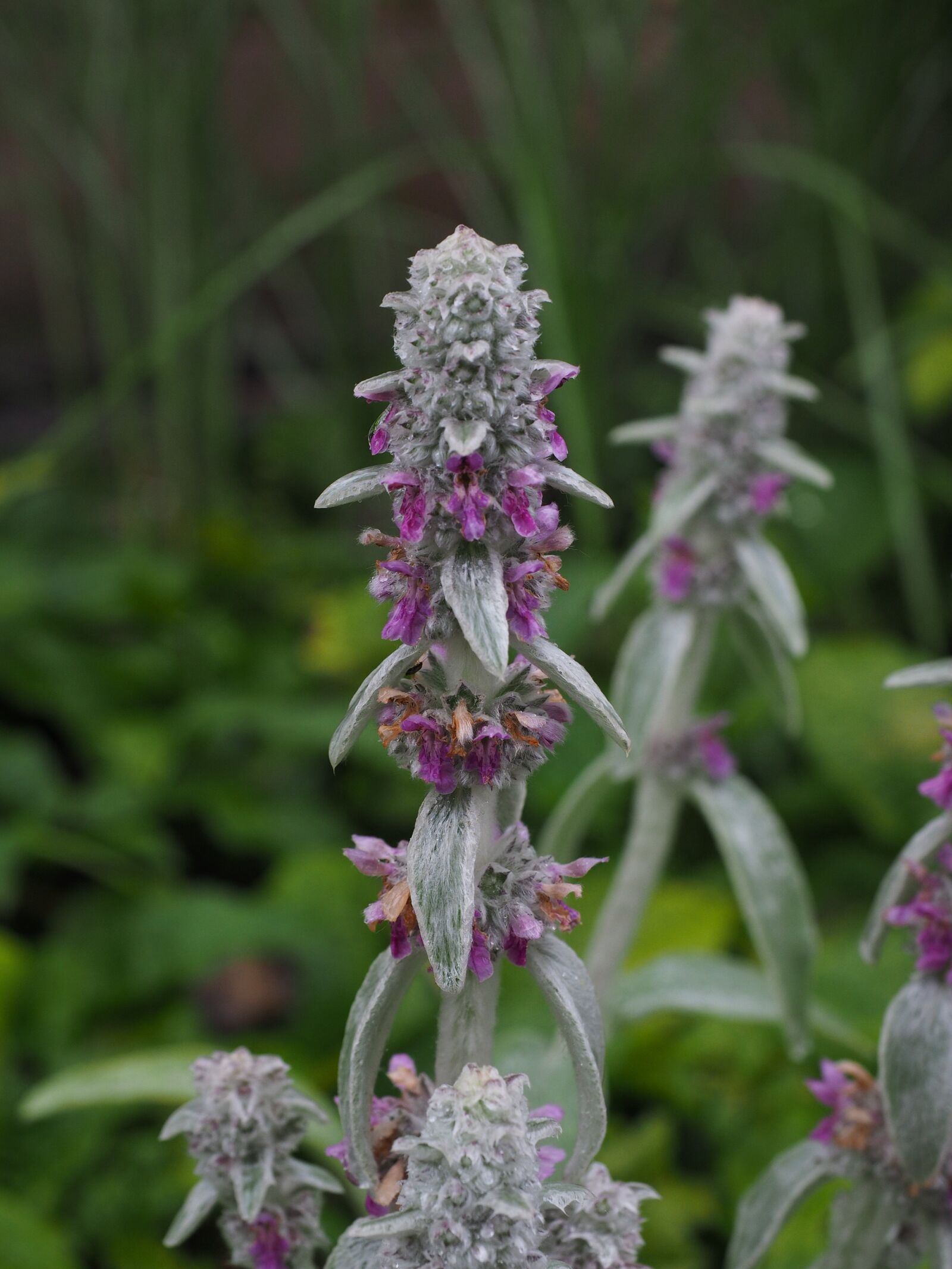 Olympus OM-D E-M1 + Olympus M.Zuiko Digital ED 12-40mm F2.8 Pro sample photo. Stachys wool, stachys, flowers photography