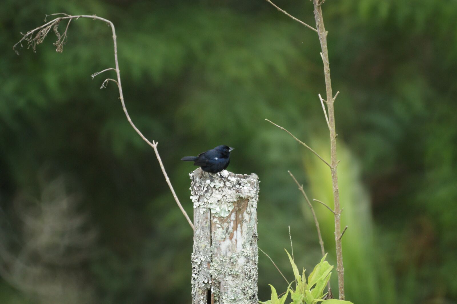 Sony Alpha DSLR-A390 sample photo. Nature, birds, guatica photography