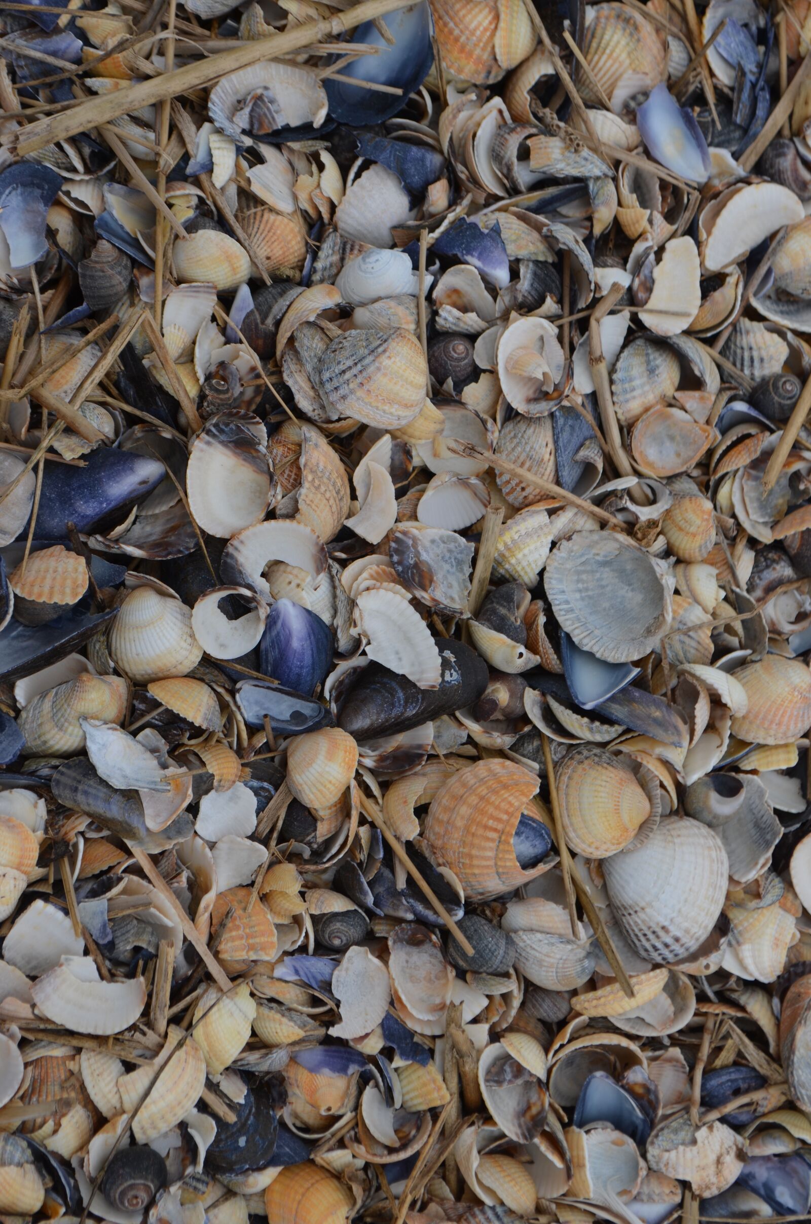 Nikon D5100 sample photo. Mussels, north sea, coast photography