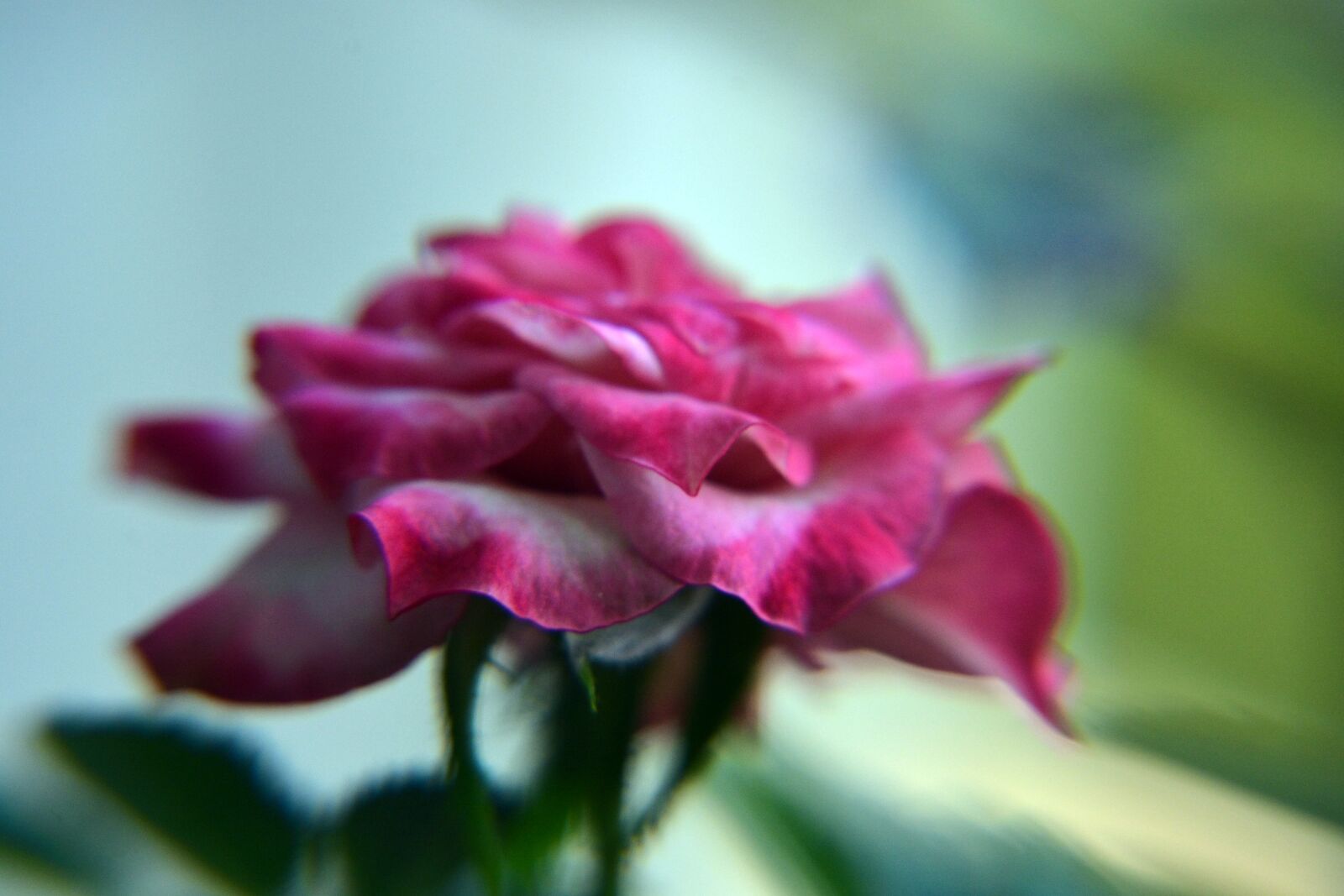 Nikon D7100 sample photo. Plant, flower, small rose photography
