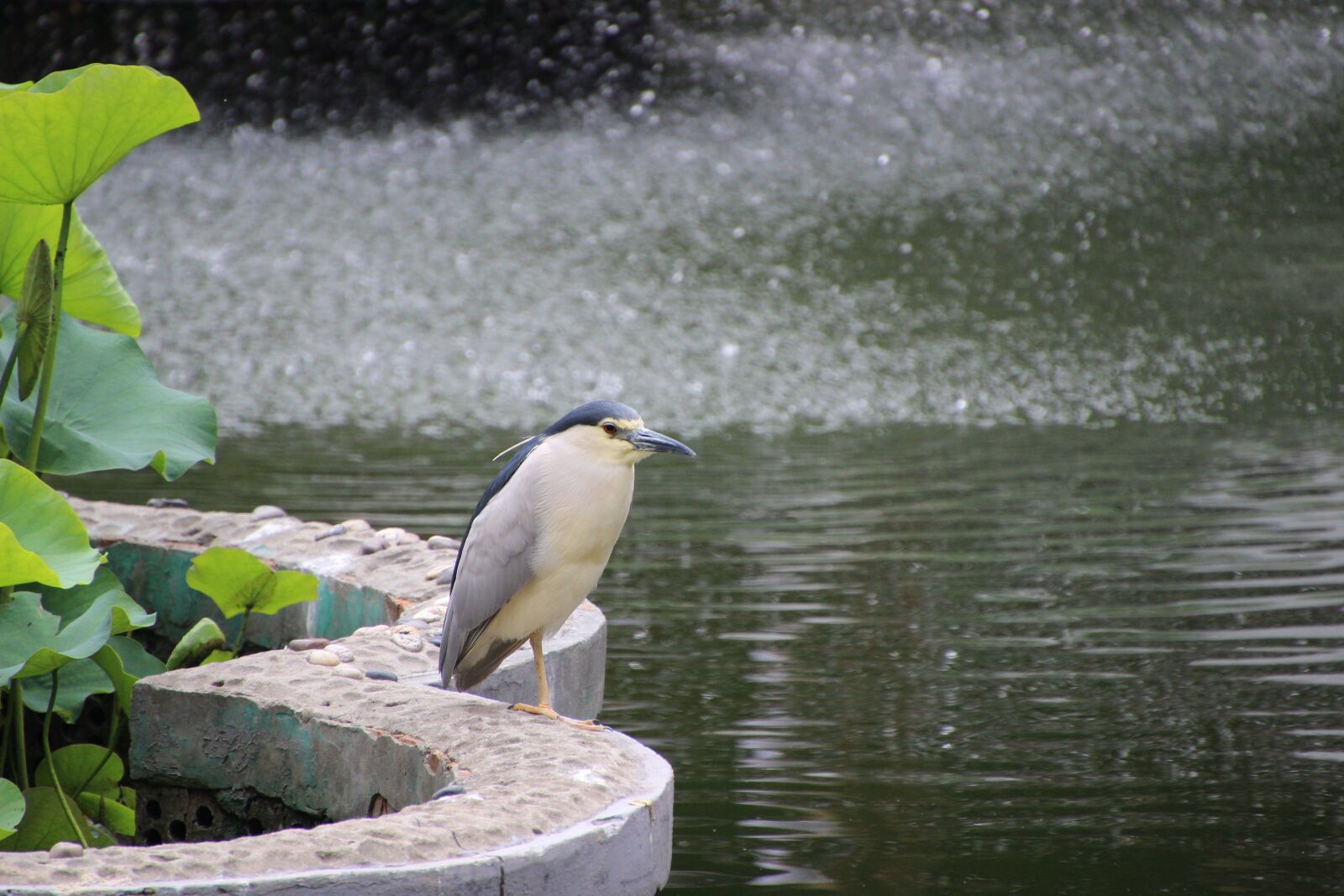 Canon EOS 600D (Rebel EOS T3i / EOS Kiss X5) sample photo. Night heron, perched night photography