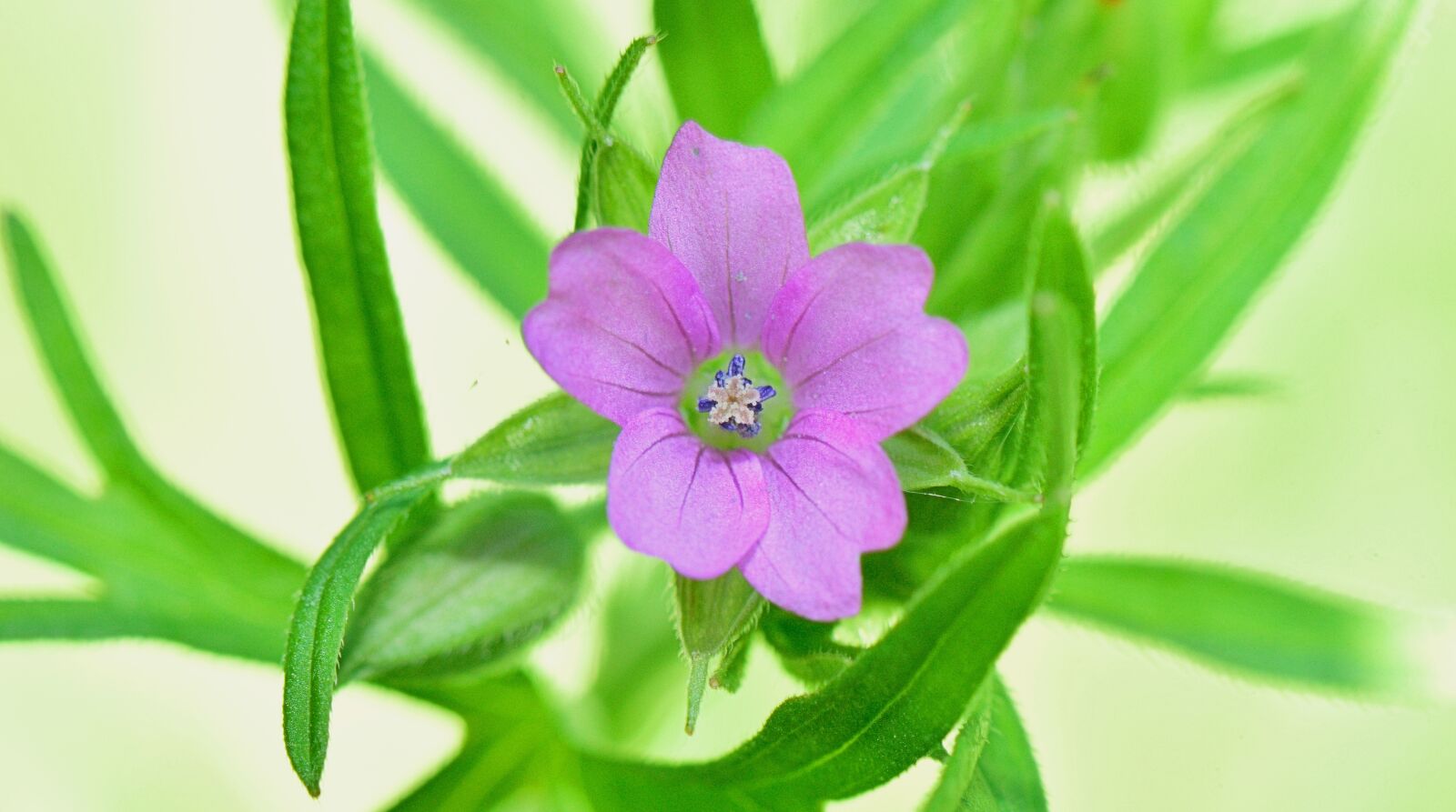 Nikon D5300 sample photo. Nature, flower, flowers photography