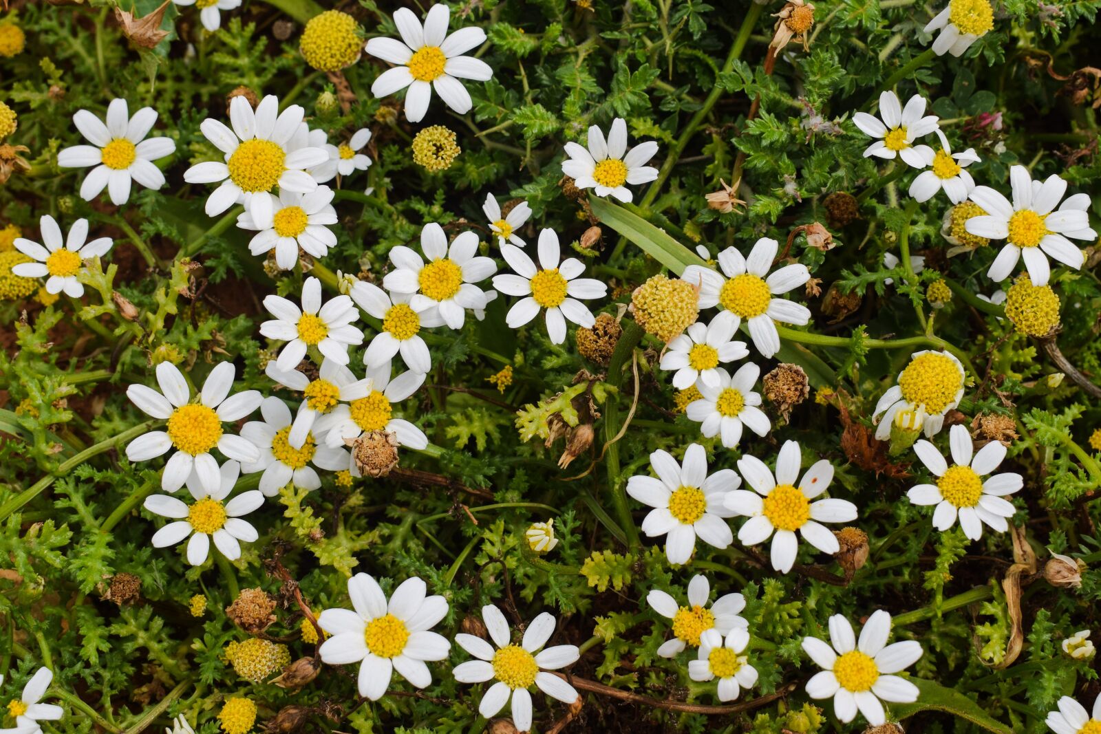Nikon D3300 sample photo. Chamomile, flower, spring photography