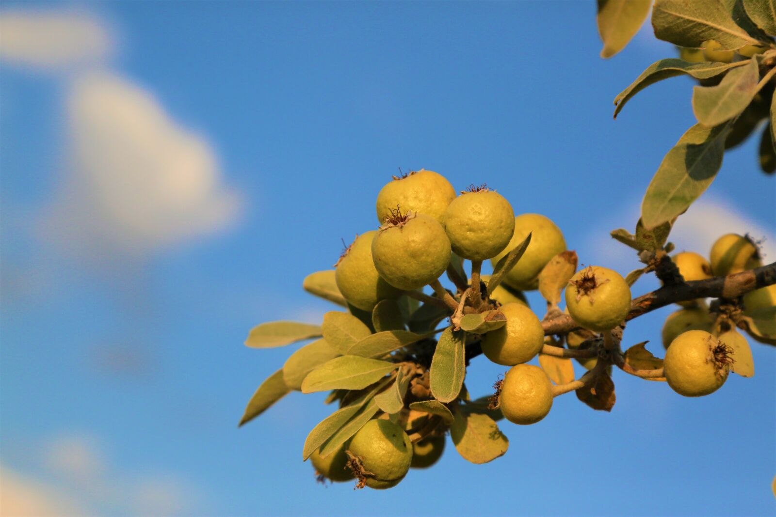 Canon EOS 5D Mark III sample photo. Ahlat, fruit, nature photography