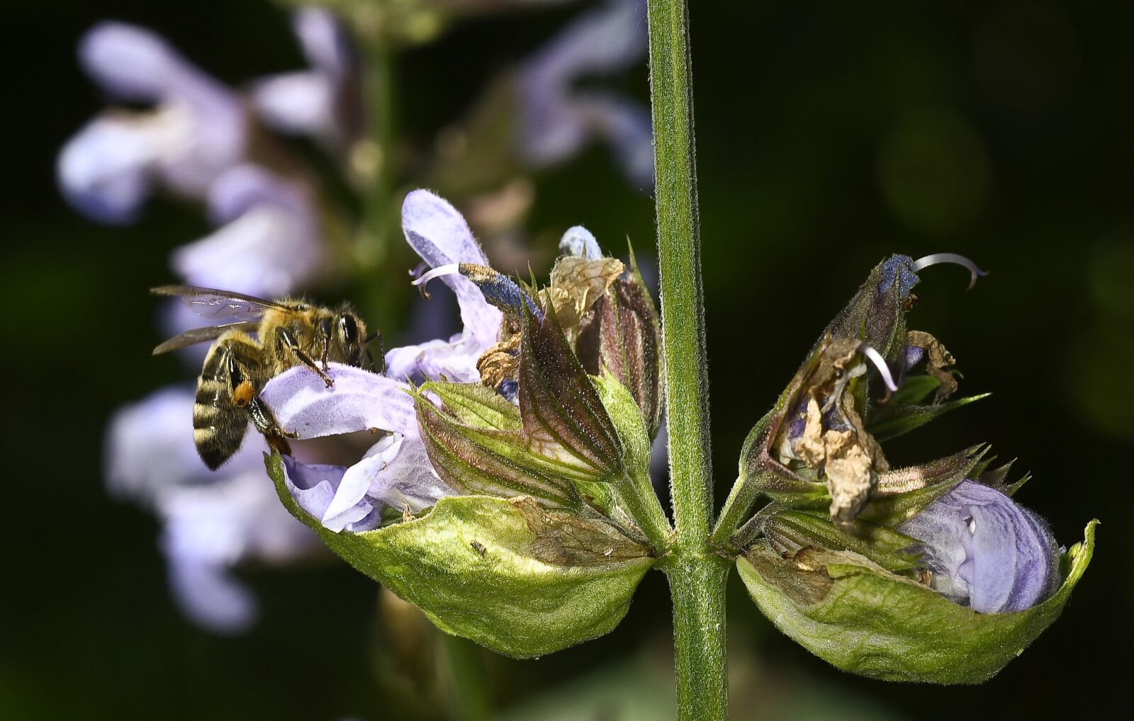 Nikon D500 sample photo. Sage flower, nature, bee photography