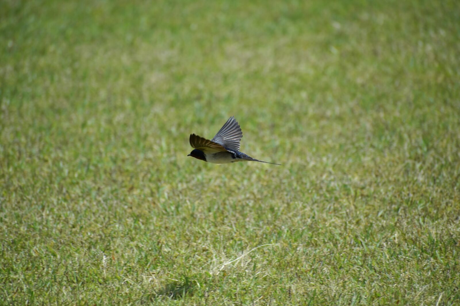 Nikon D7200 sample photo. Animal, park, lawn photography