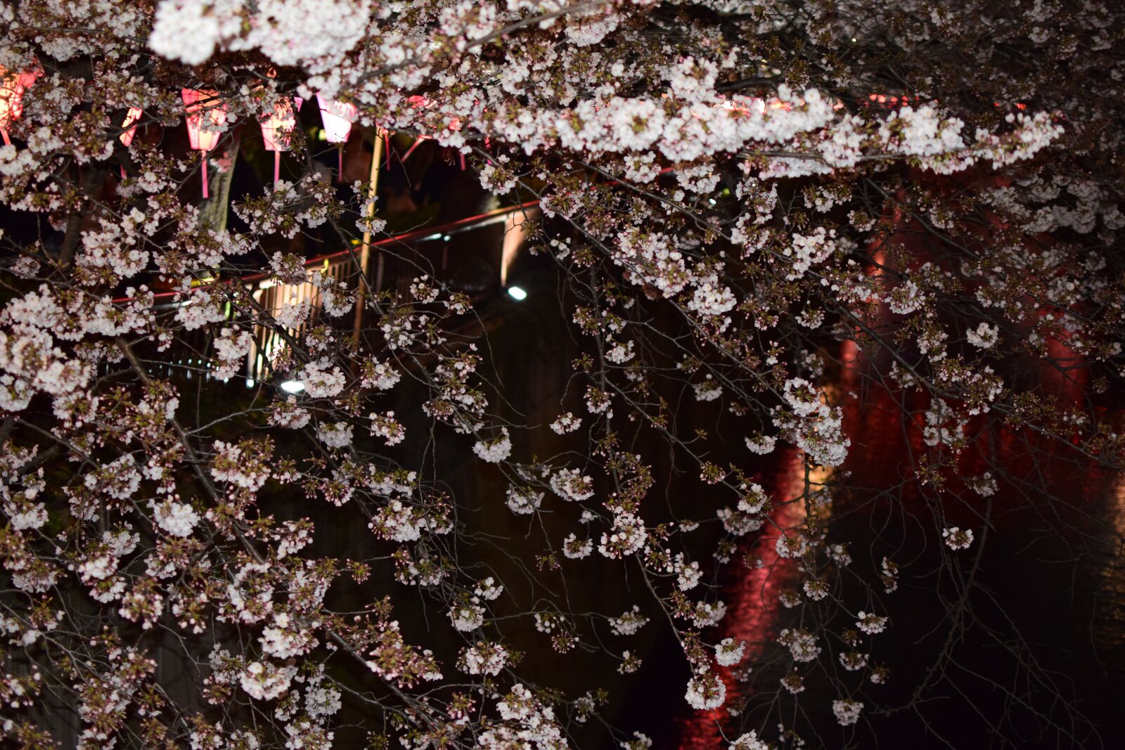 Nikon D3300 sample photo. Cherry blossoms, meguro river photography