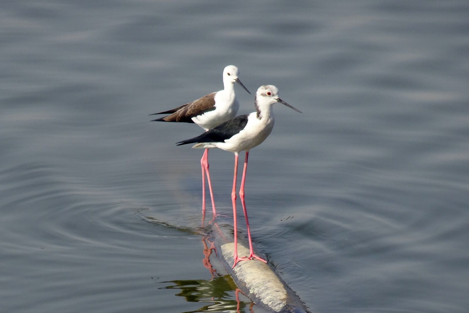 Sony Cyber-shot DSC-HX90V sample photo. Bird, black-winged stilt, common photography