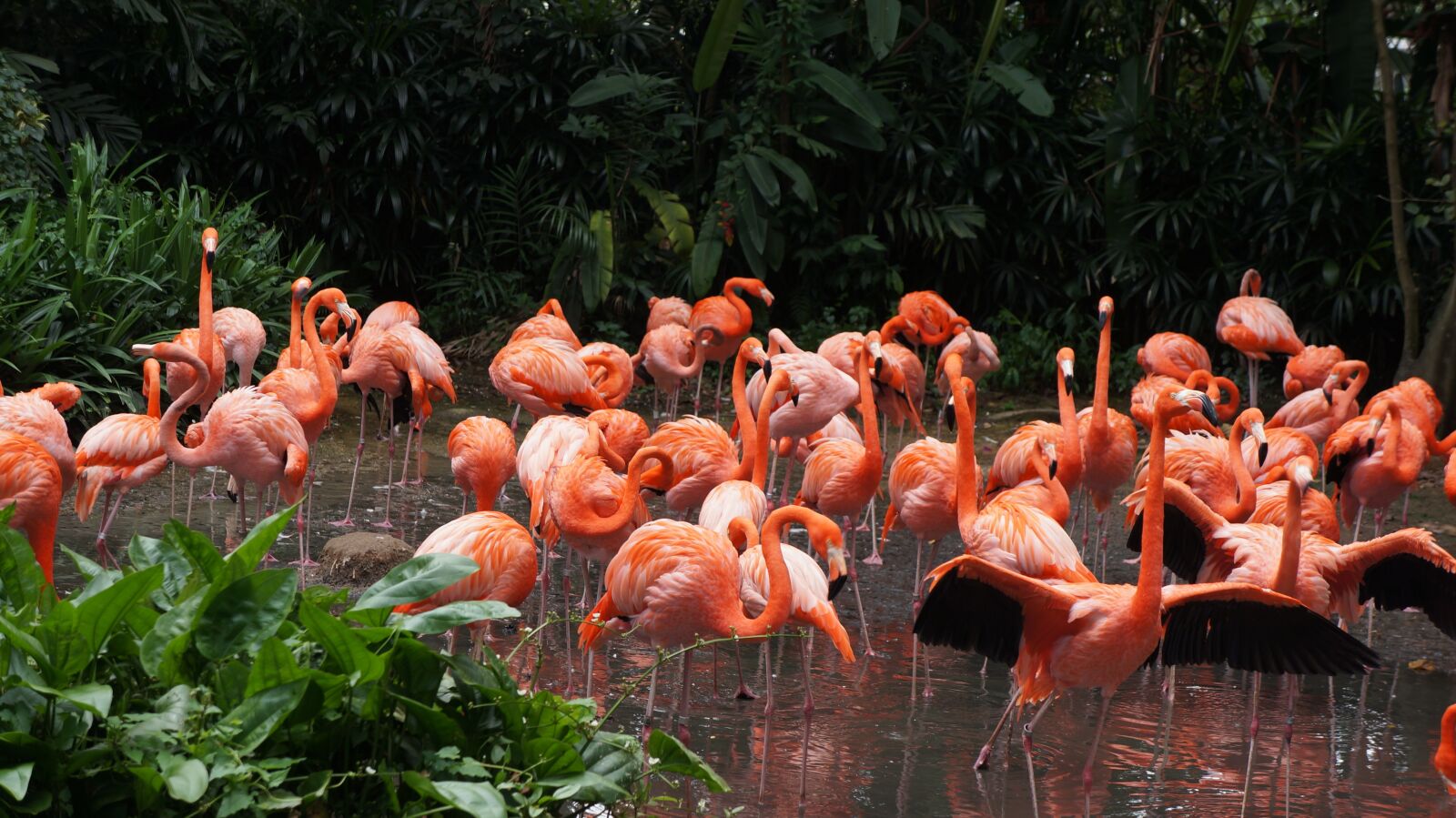 Sony Alpha NEX-5N + Sony E 18-55mm F3.5-5.6 OSS sample photo. Flamingo, park, birds photography