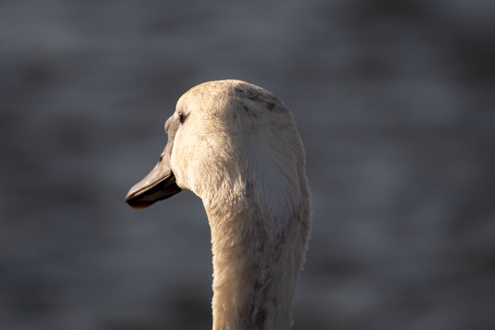 Canon EOS 200D (EOS Rebel SL2 / EOS Kiss X9) sample photo. Swan, young swan, portrait photography