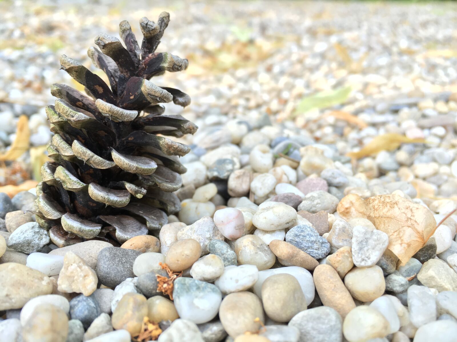 Apple iPhone 6s sample photo. Cone, small, rock photography