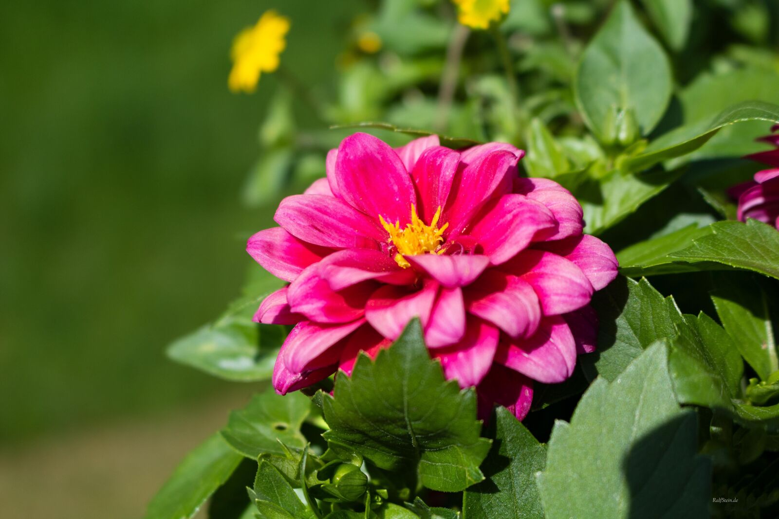 Canon EOS 750D (EOS Rebel T6i / EOS Kiss X8i) sample photo. Blume, blüte, natur photography