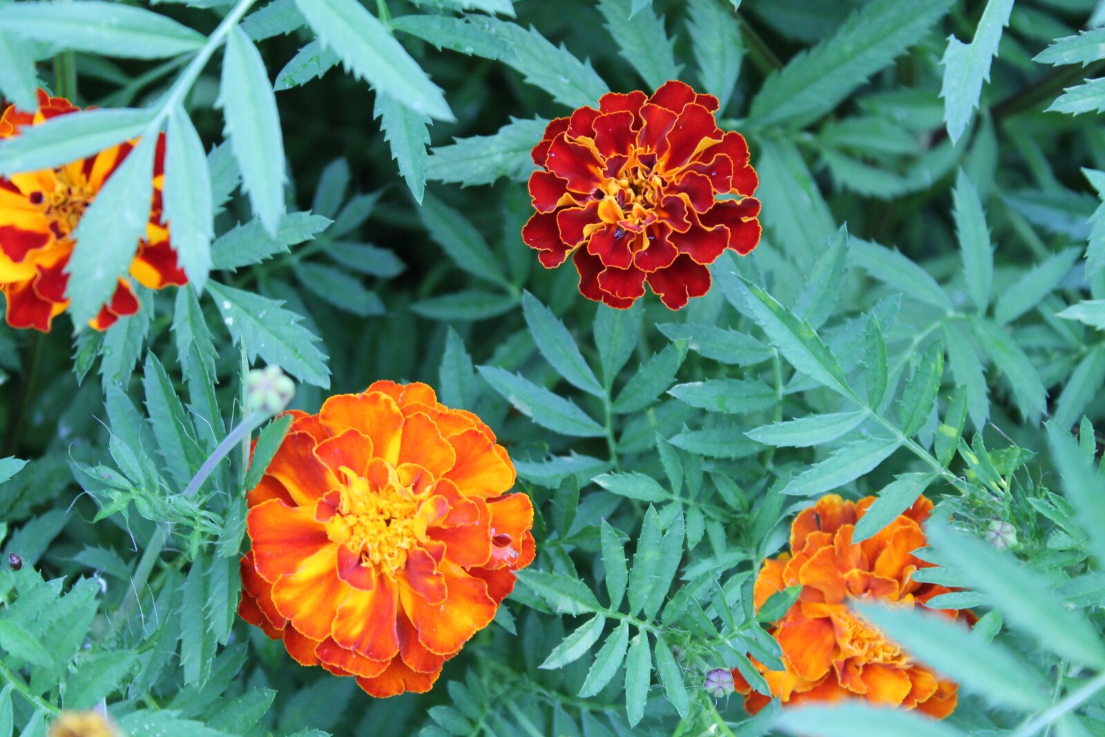 Canon EOS 1100D (EOS Rebel T3 / EOS Kiss X50) sample photo. Marigold, orange, green photography