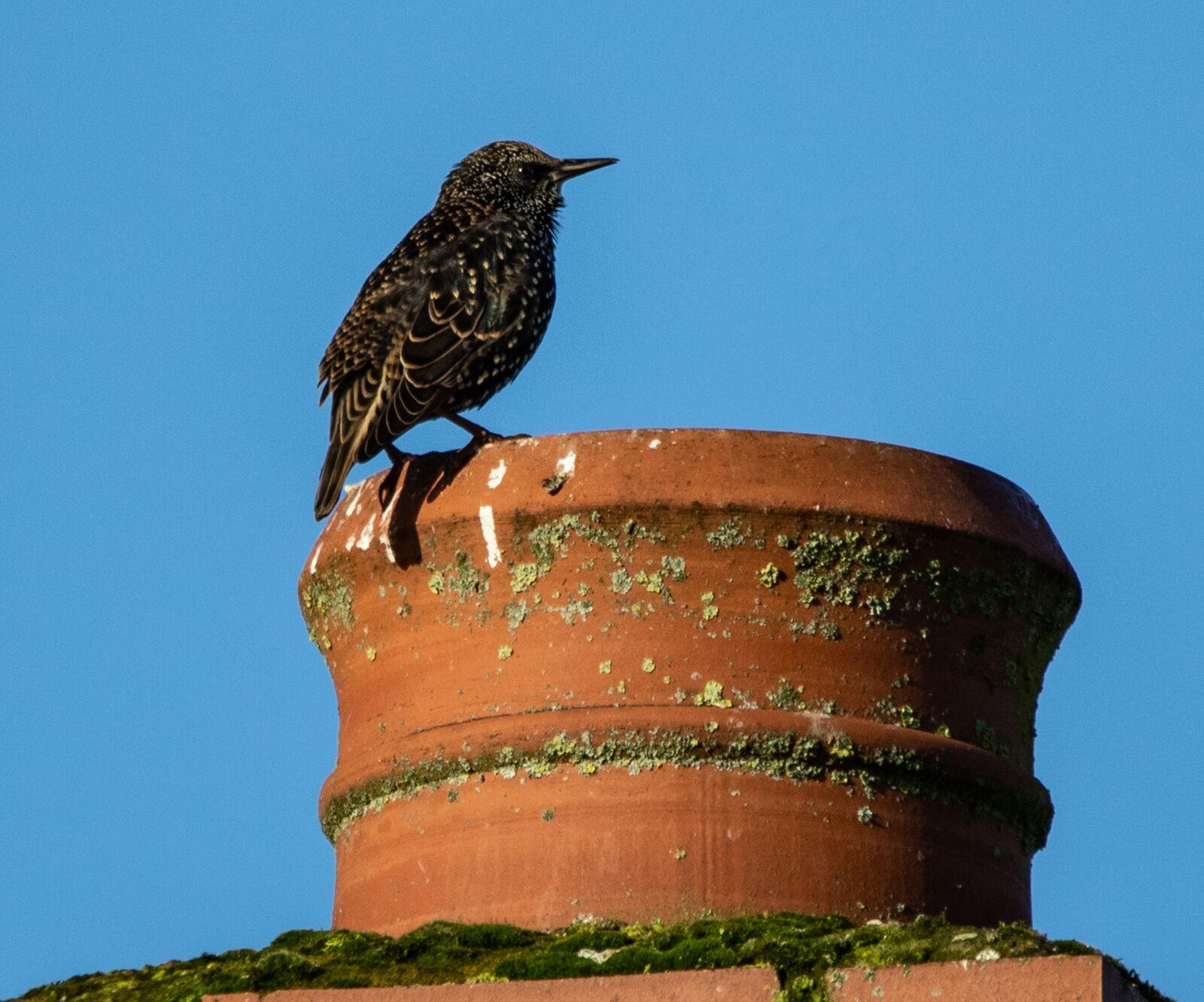 150-600mm F5-6.3 DG OS HSM | Contemporary 015 sample photo. Starling, starling on a photography
