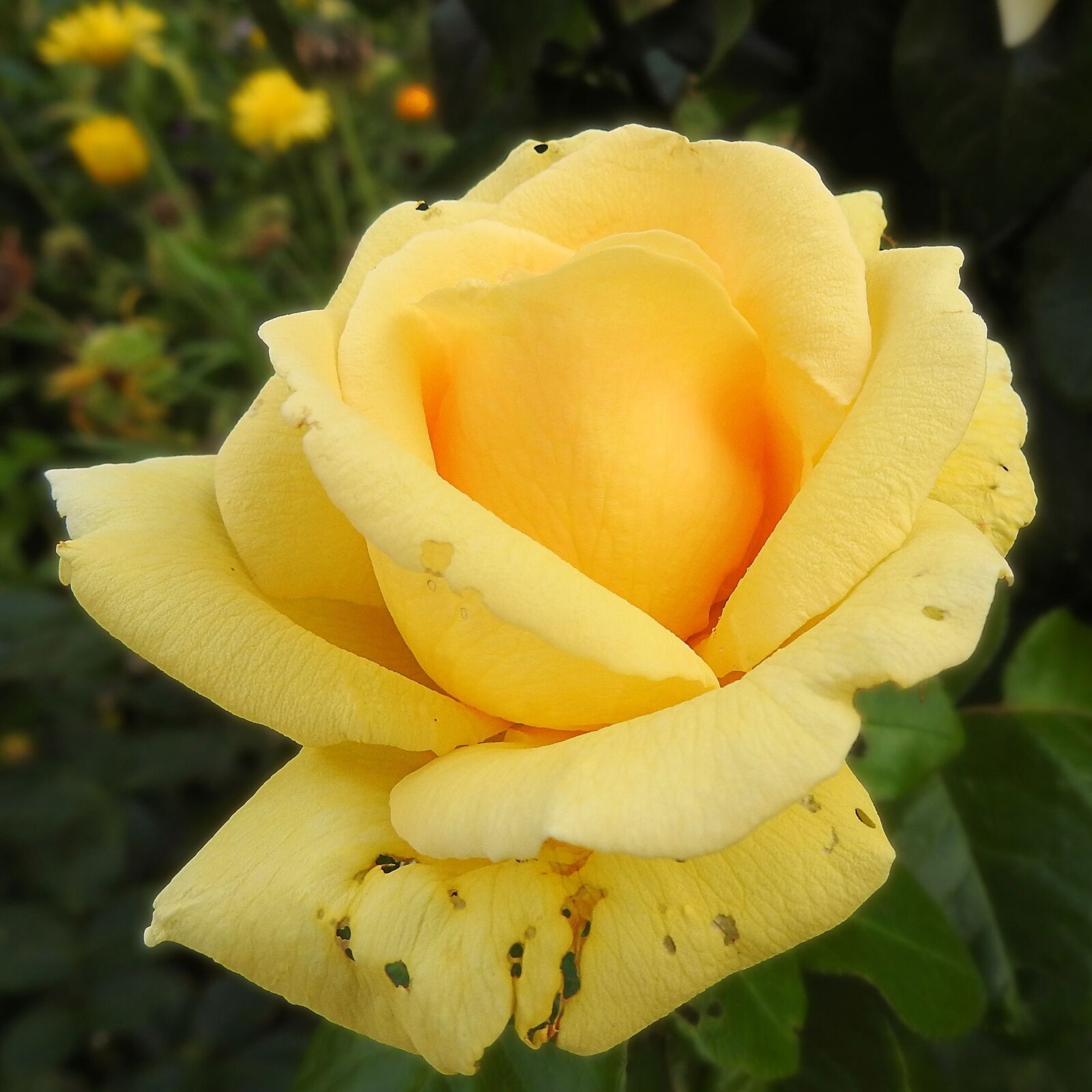 Nikon Coolpix P900 sample photo. Rose, yellow, blossom photography