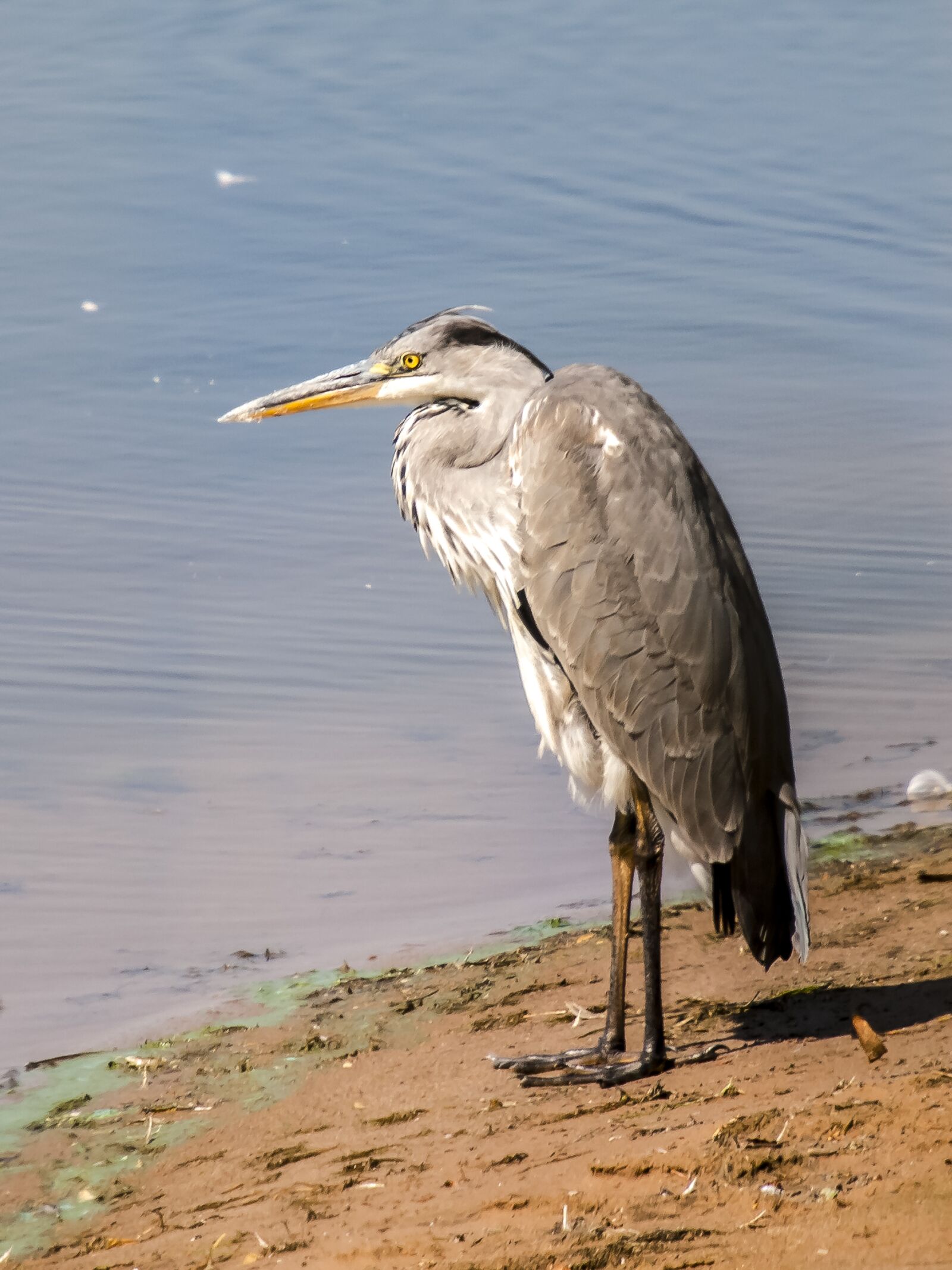 Olympus E-3 sample photo. Heron, grey heron, bird photography