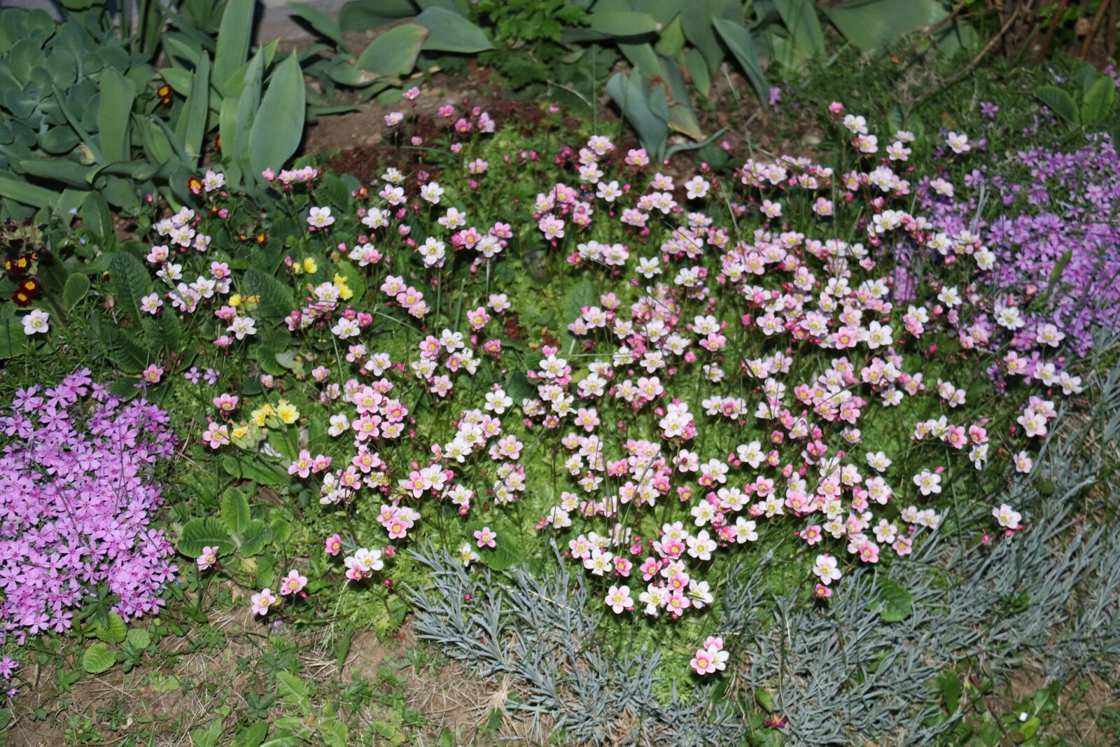 Canon EOS 80D + Canon EF-S 18-200mm F3.5-5.6 IS sample photo. Spring, plant, garden photography