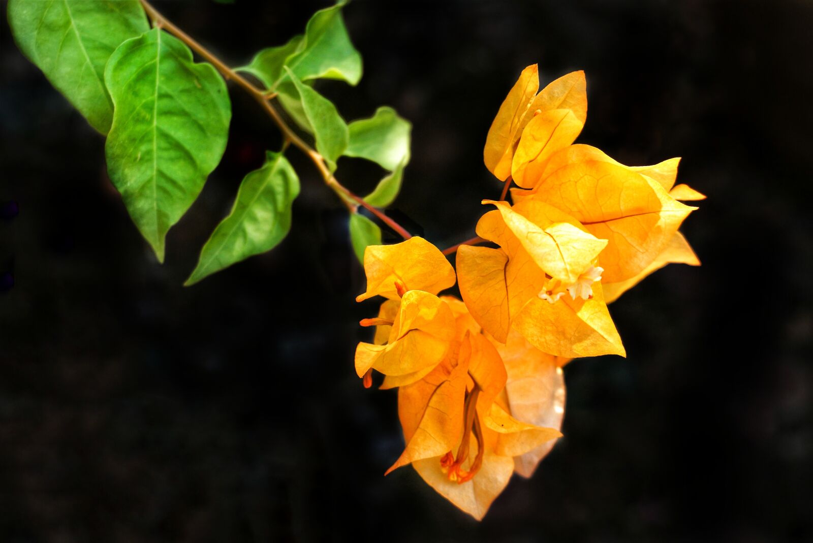 Sony a6300 sample photo. Bougainvillea, orange, yellow photography