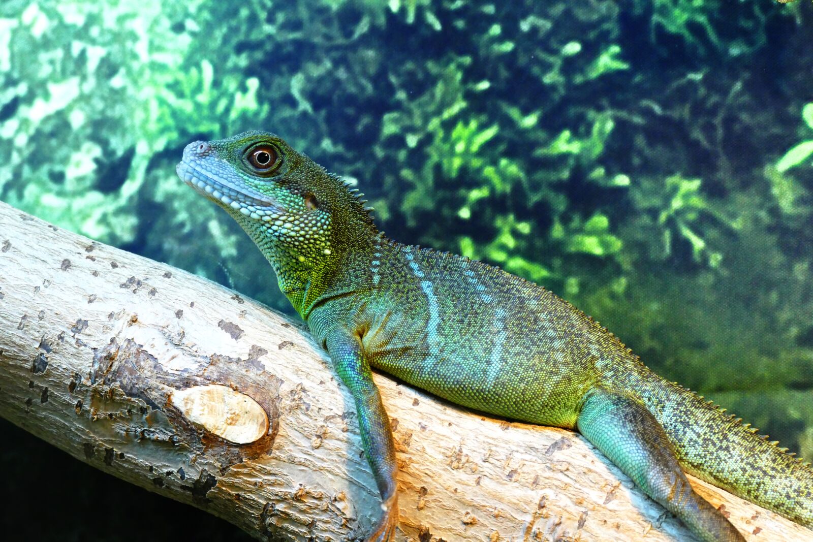 Panasonic Lumix DMC-FZ1000 sample photo. Chinese water dragon, lizard photography