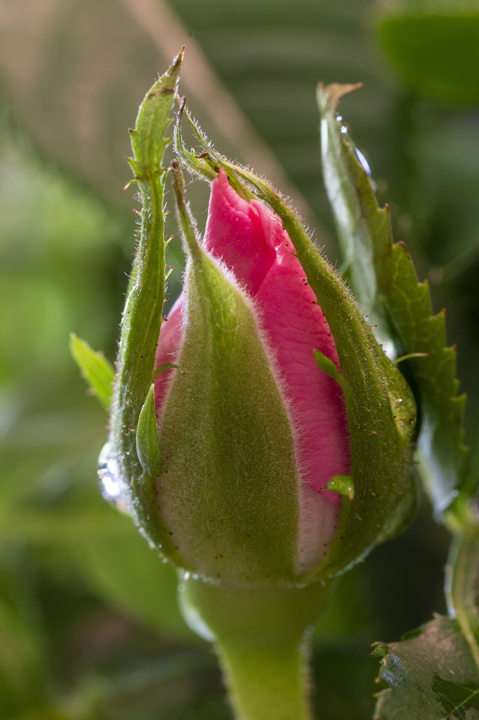 Tamron SP 90mm F2.8 Di VC USD 1:1 Macro sample photo. Rose, bud, rosebud photography