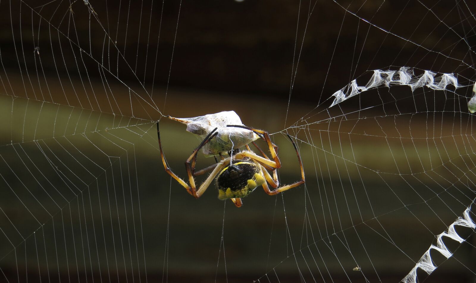 Canon PowerShot SX50 HS sample photo. Insect, macro, spider photography