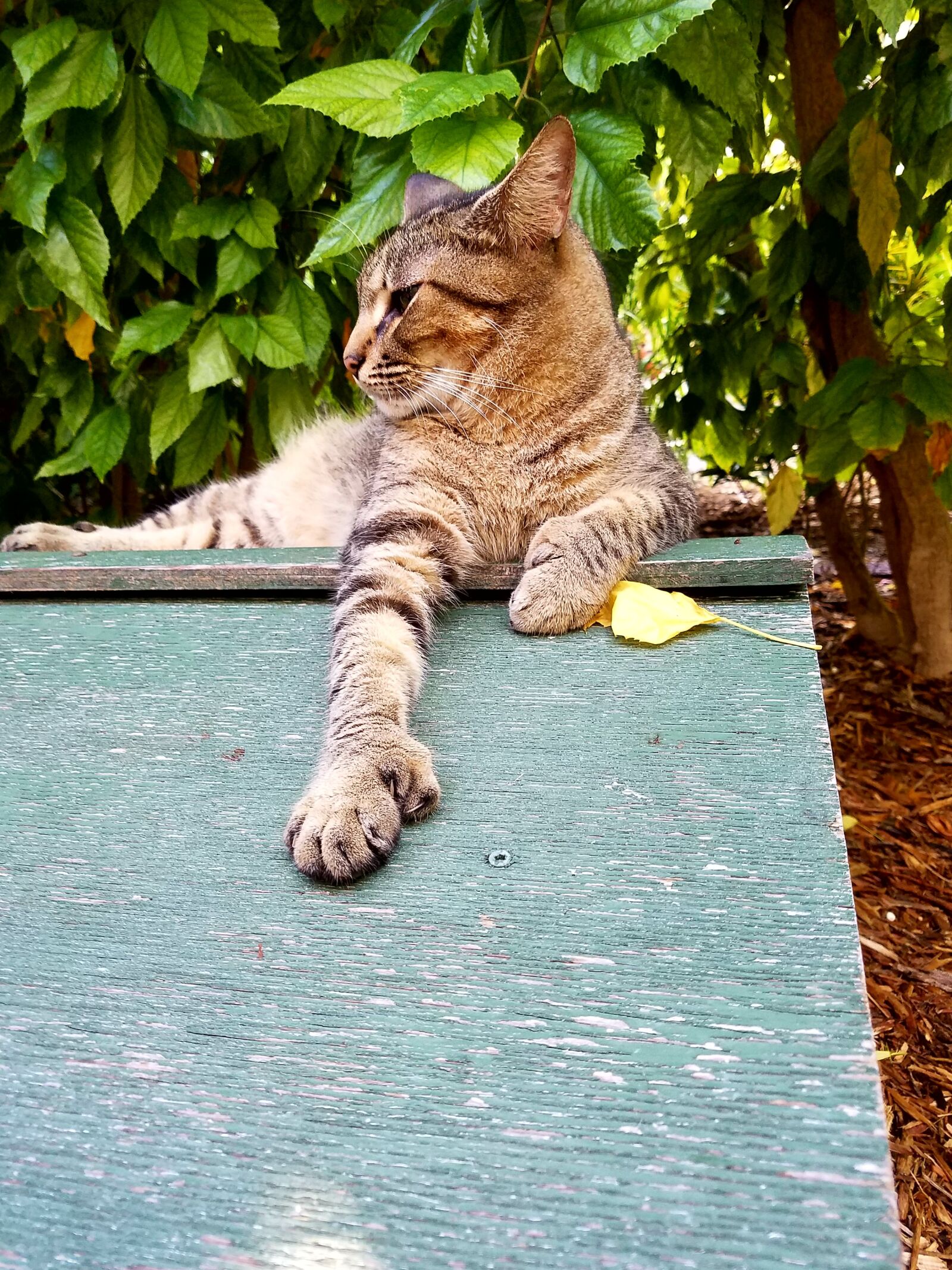 Samsung Galaxy S7 sample photo. Cat, ernest hemingway cat photography