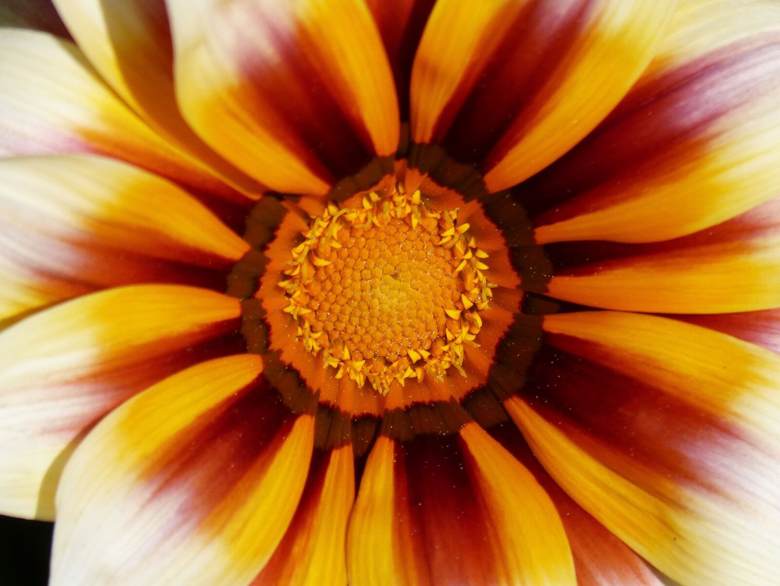 Panasonic DMC-FZ62 sample photo. Flower, petals, pollen photography
