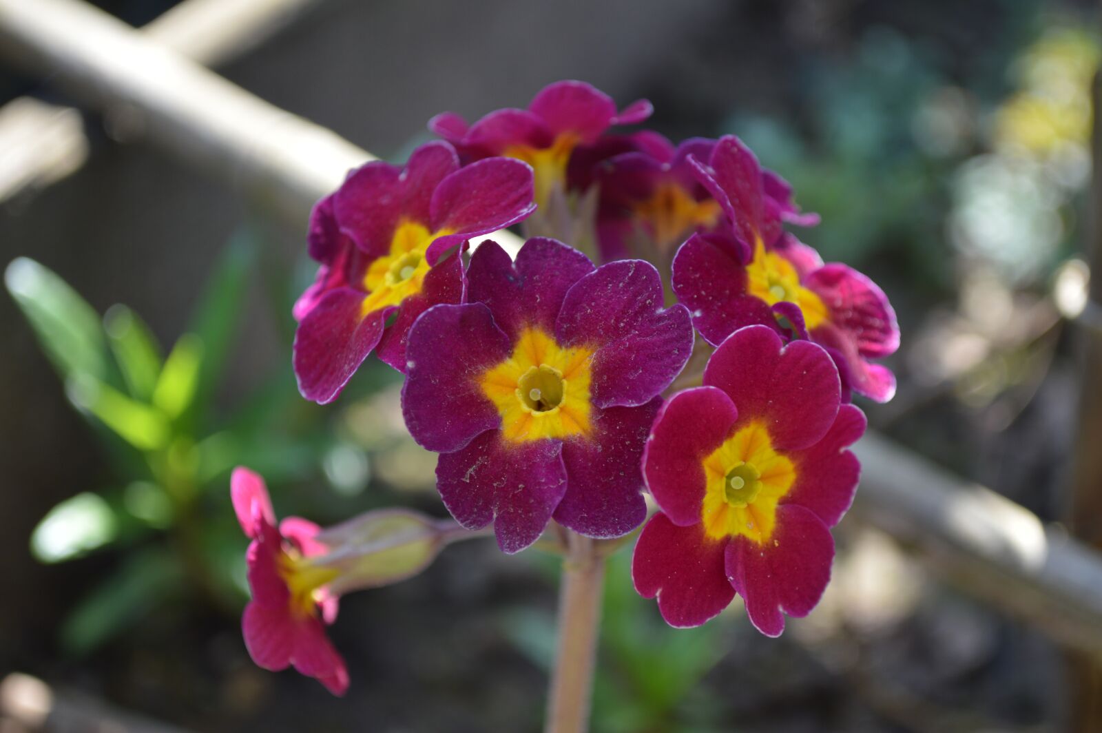Nikon D3200 sample photo. Flower, nature, garden photography