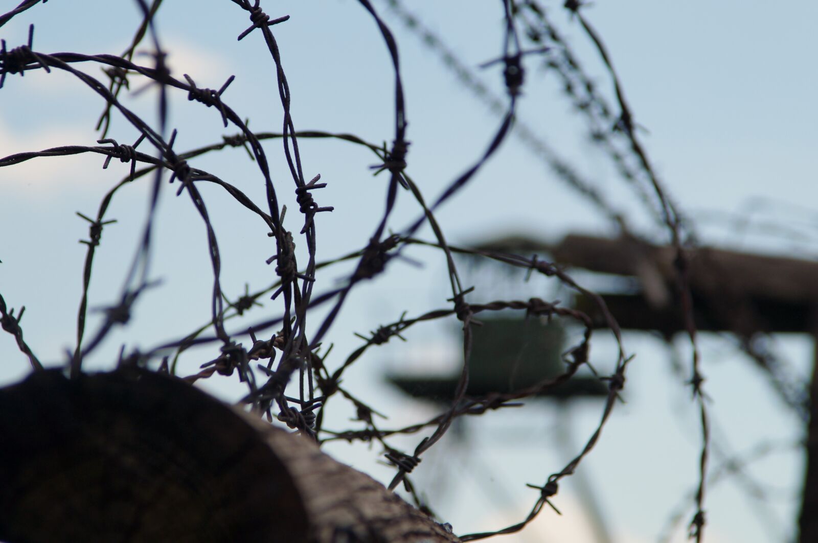Sony SLT-A37 sample photo. Nature, tree, barbed wire photography