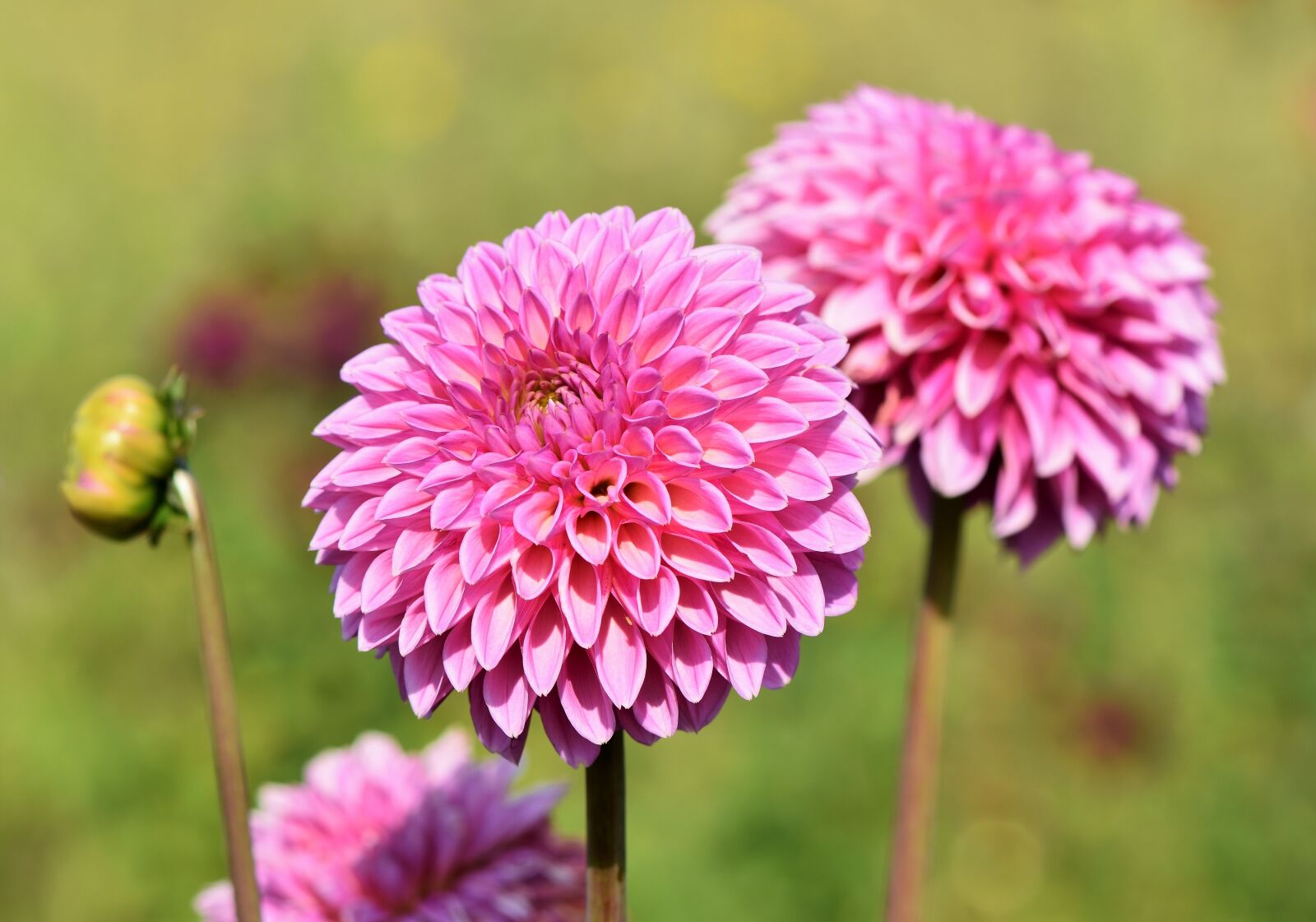 Nikon D7200 sample photo. Dahlia, dahlias bud, flower photography