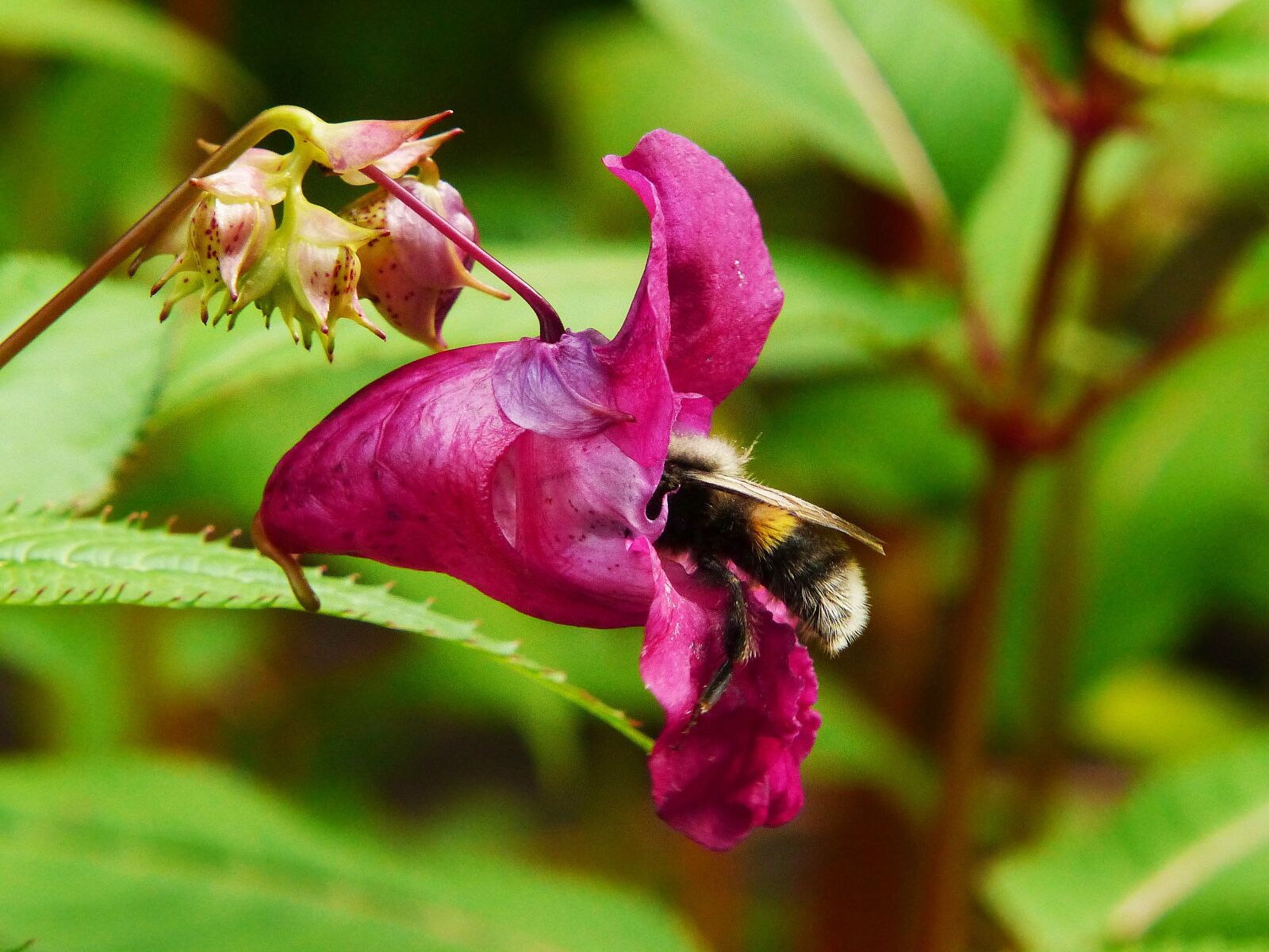 Panasonic Lumix DMC-FZ200 sample photo. Indian springkraut, himalayan balsam photography