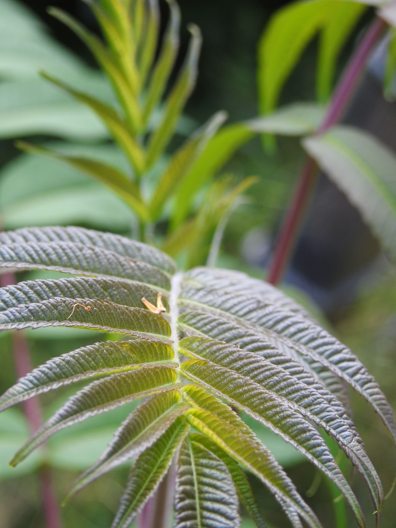 Nikon Coolpix P900 sample photo. Leaf, nature, tree photography