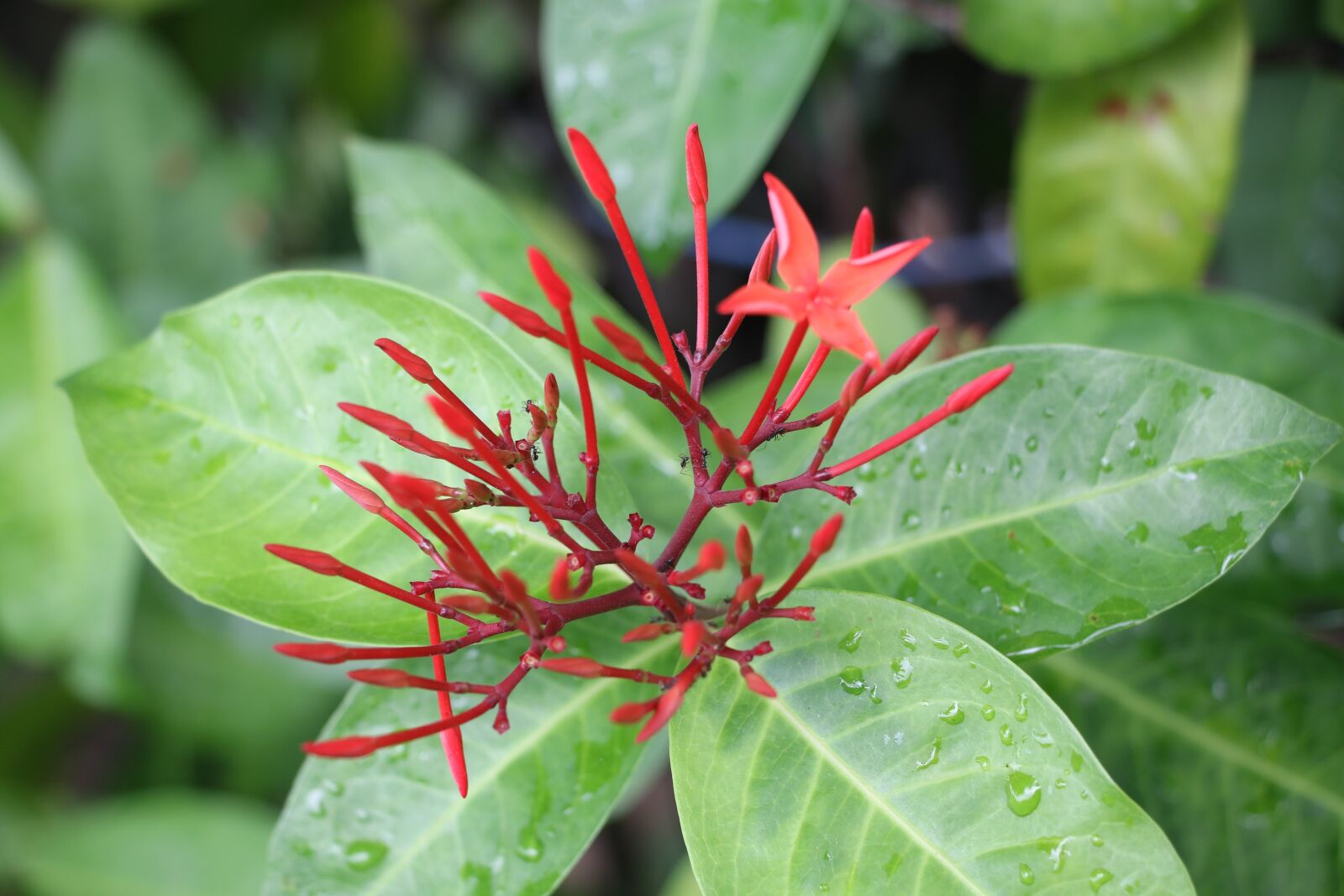 Canon EOS 70D sample photo. Flower, leaf, plant photography