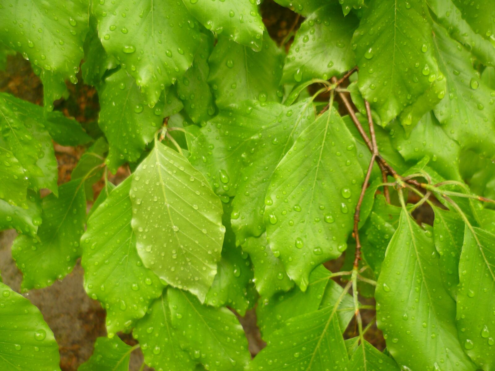 Panasonic DMC-FS10 sample photo. Leaves, drops, nature photography