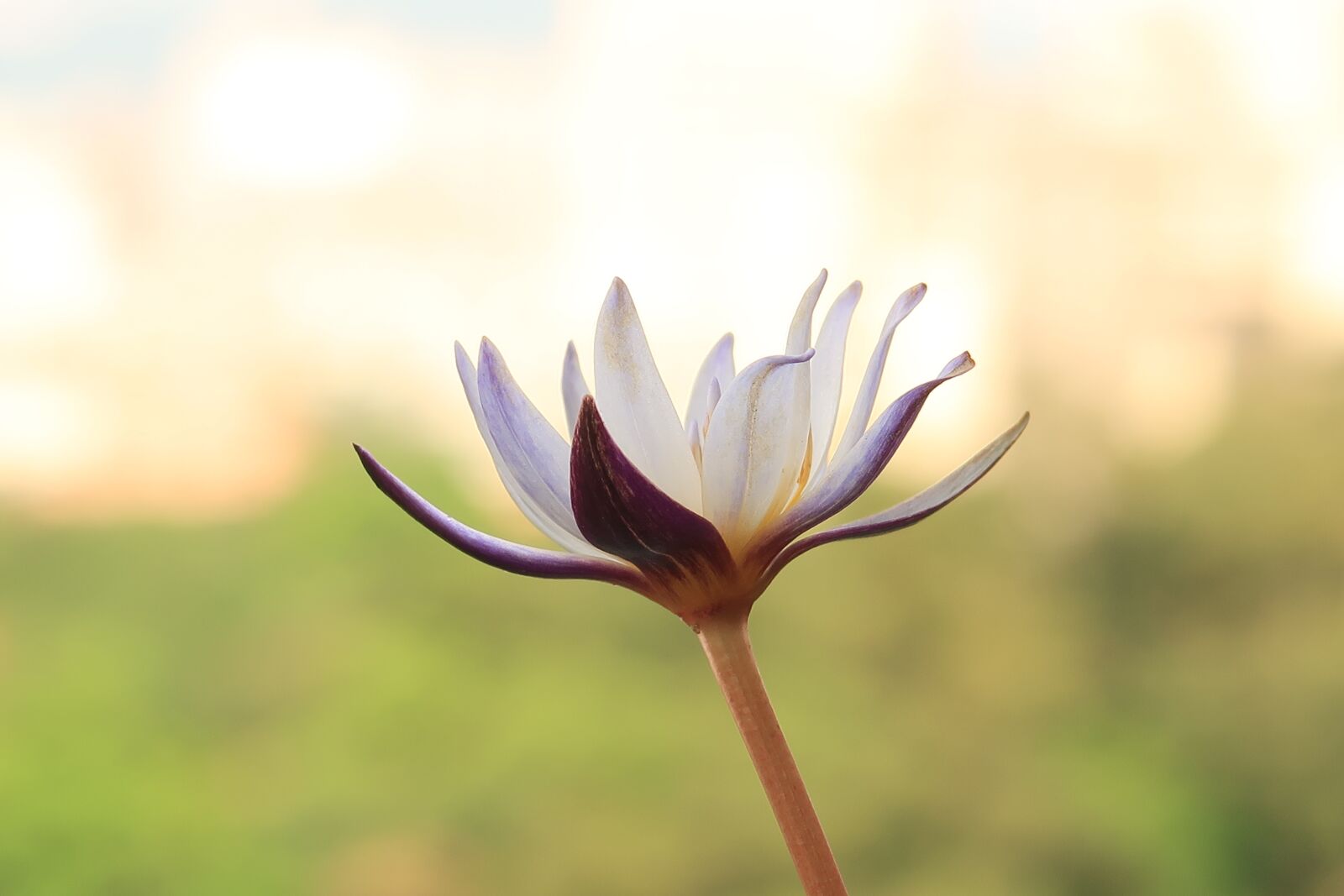 Canon PowerShot G7 X Mark II sample photo. Flower, lotus, nature photography