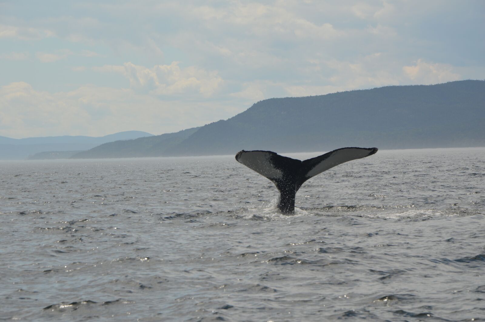 Nikon D3200 sample photo. Whale, tail, ocean photography