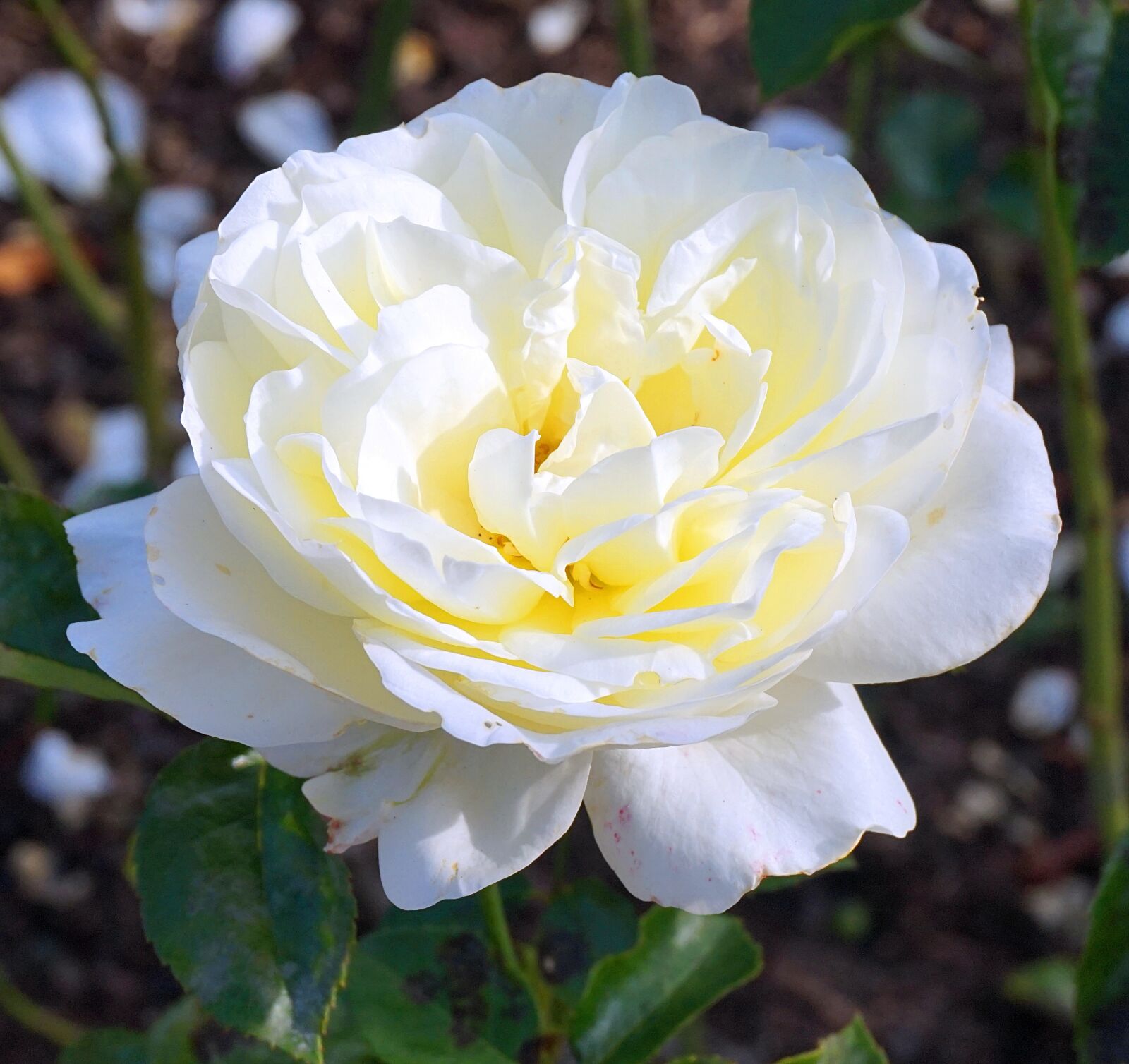 Sony Alpha a5000 (ILCE 5000) sample photo. Rose, white, blossom photography