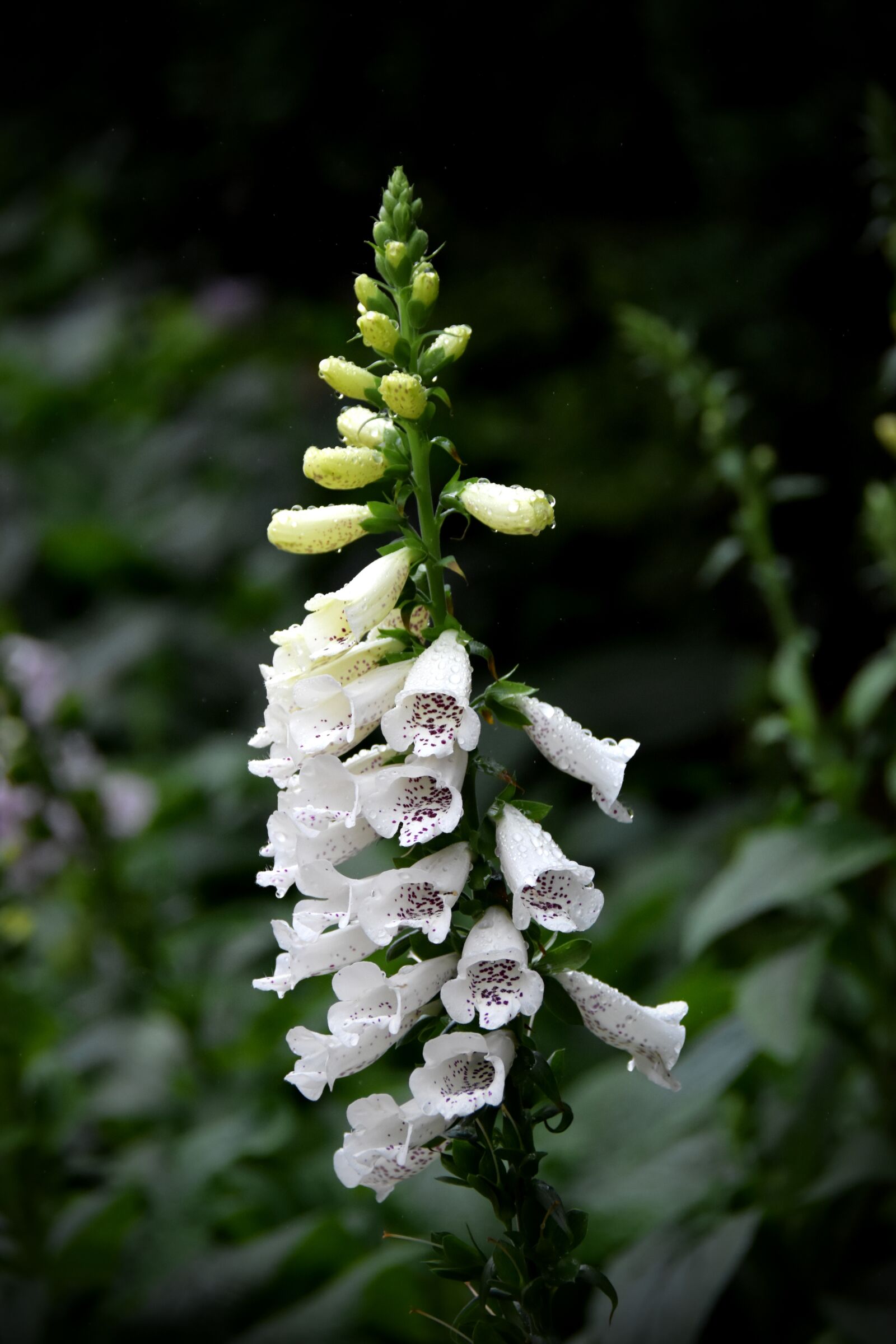 Nikon D7200 sample photo. Cymbidium, digitalis purpurea, image photography