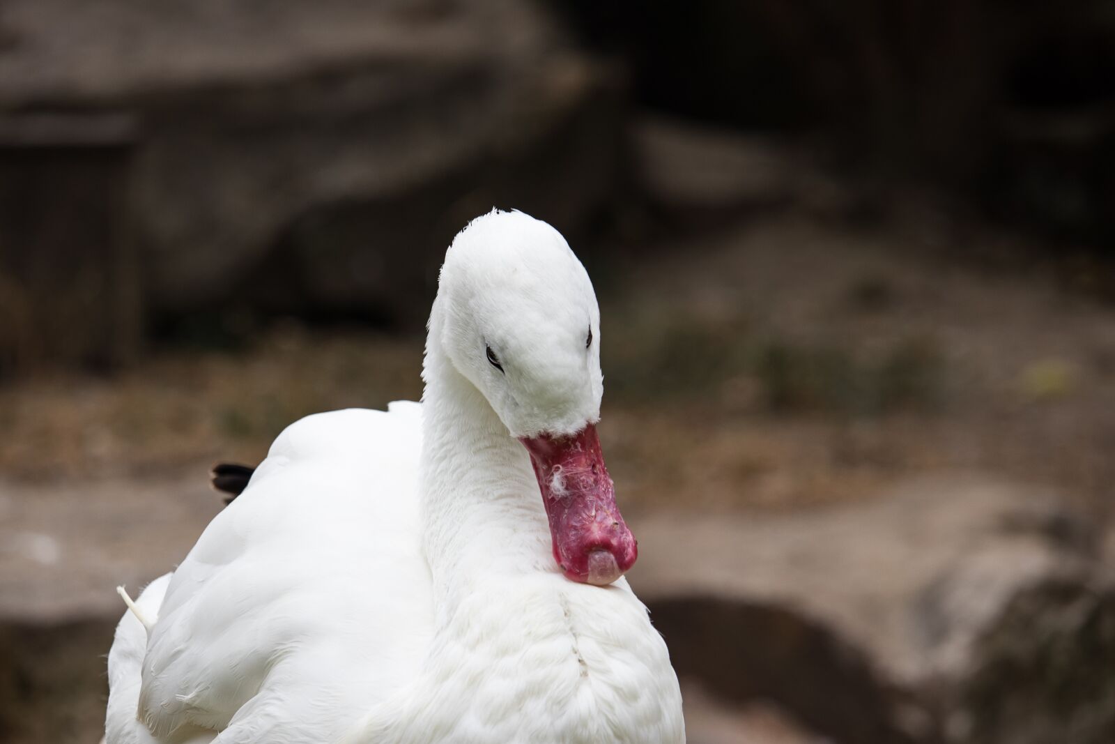 Canon EF-S 55-250mm F4-5.6 IS STM sample photo. Coscoroba swan, swan, magpie photography