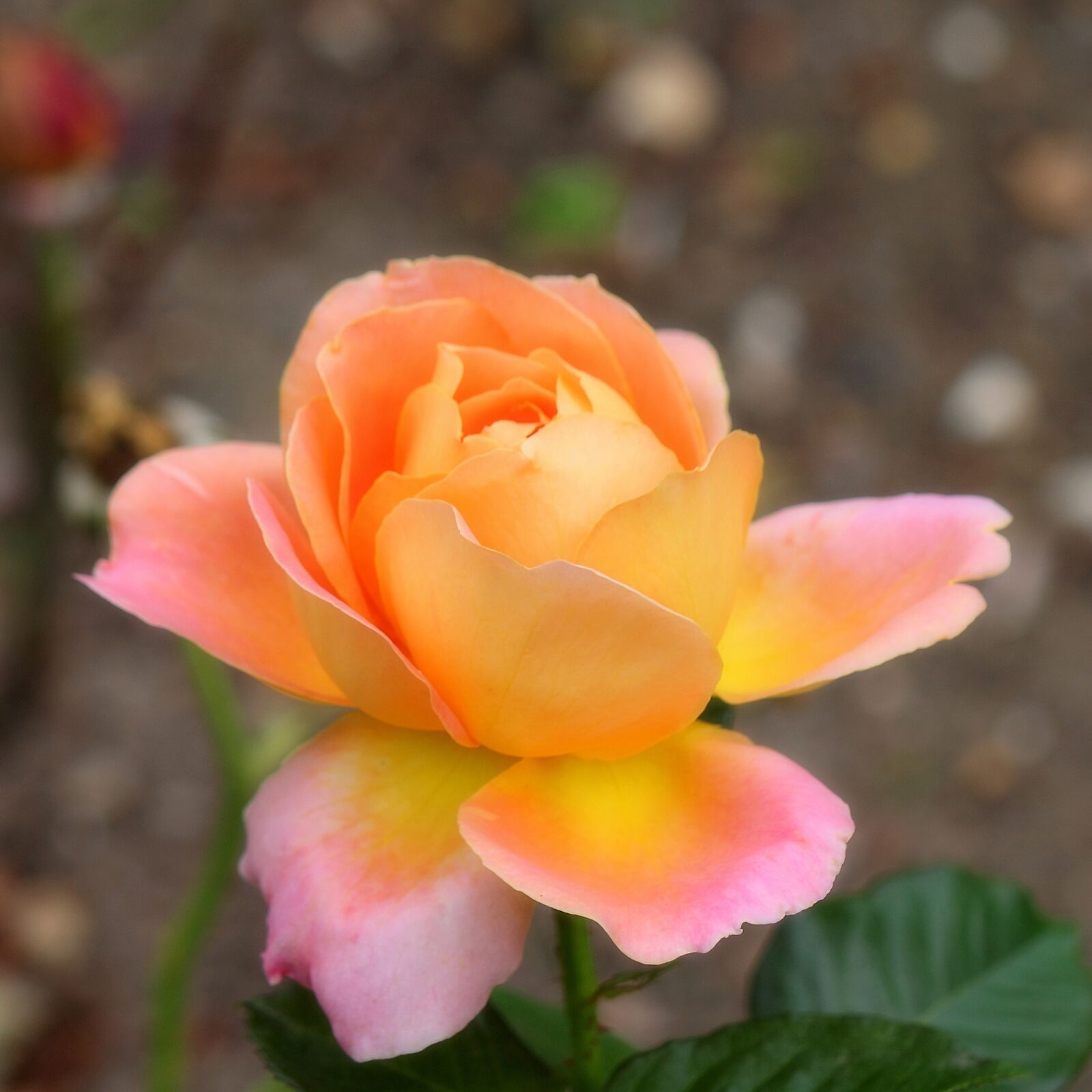 Canon EOS 500D (EOS Rebel T1i / EOS Kiss X3) sample photo. Rose, garden, bloom photography