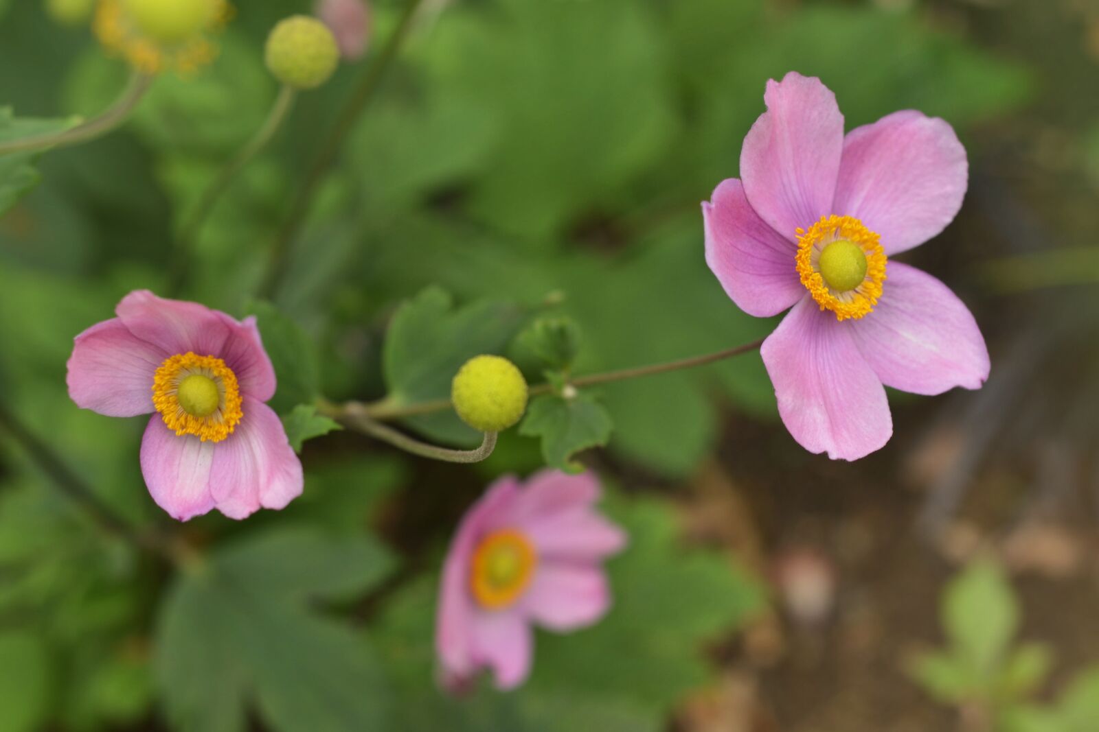Nikon D7000 sample photo. Anemone japanese, anemone japonica photography