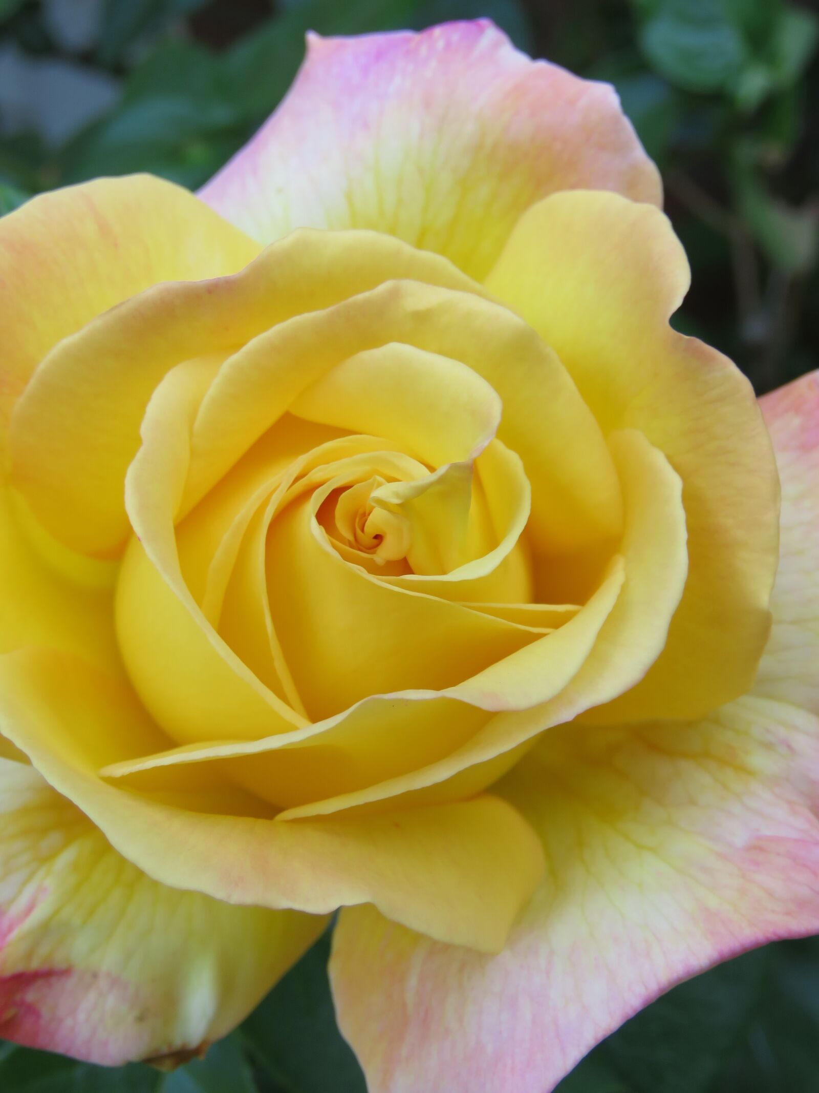 Canon PowerShot SX60 HS sample photo. Tea rose, yellow, pink photography
