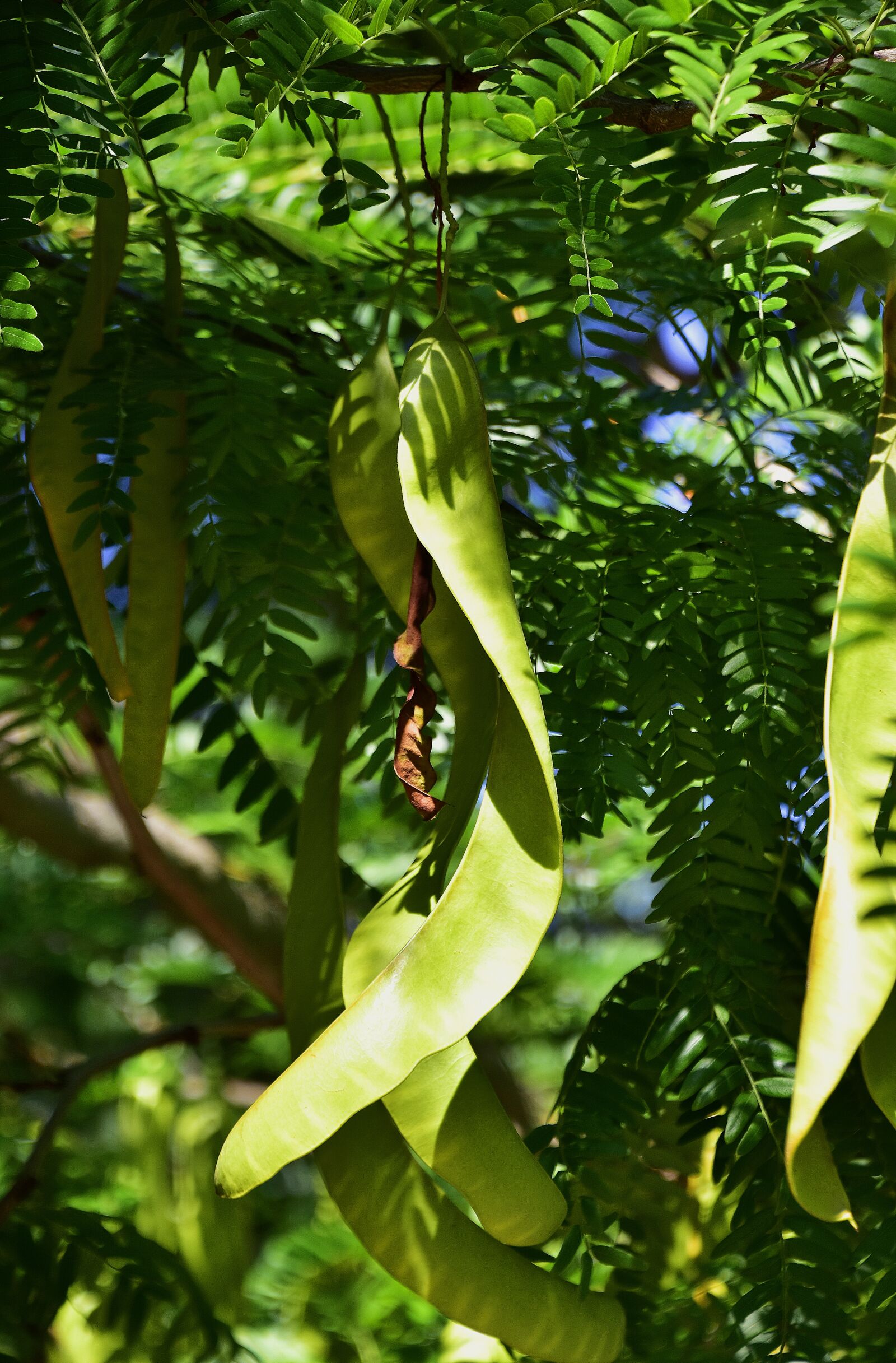 Nikon D7200 sample photo. Nature, tree, green photography