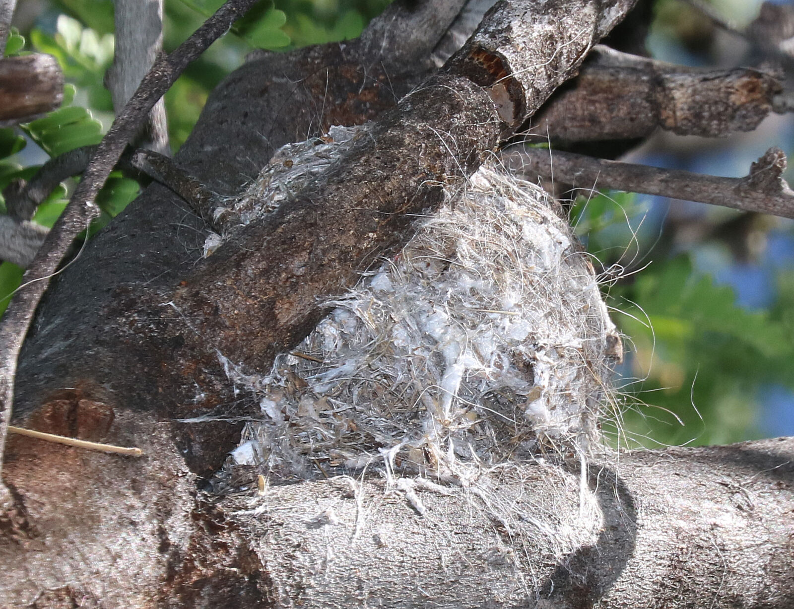 Canon EOS 750D (EOS Rebel T6i / EOS Kiss X8i) sample photo